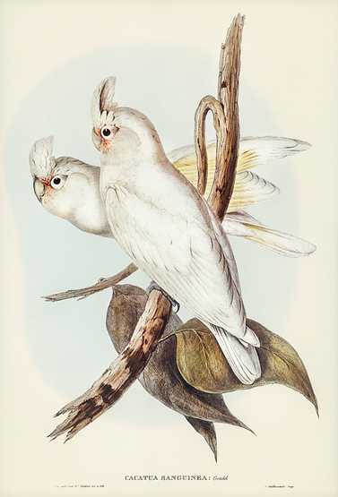 Blood-stained Cockatoo (Cacatua sanguinca) illustrated by Elizabeth Gould (1804–1841) for John Gould’s (1804-1881) Birds of Australia (1972 Edition, 8 volumes). Digitally enhanced from our own facsimile book (1972 Edition, 8 volumes). Blood-stained Cockatoo (Cacatua sanguinca) illustrated by Elizabeth Gould (1804–1841) for John Gould’s (1804…