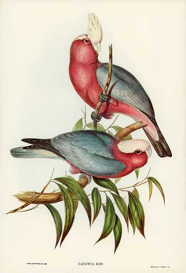 Cacatua Eos (Rose-breasted Cockatoo) illustrated by Elizabeth Gould (1804–1841) for John Gould’s (1804-1881) Birds of Australia (1972 Edition, 8 volumes). Digitally enhanced from our own facsimile book (1972 Edition, 8 volumes). Cacatua Eos (Rose-breasted Cockatoo) illustrated by Elizabeth Gould (1804–1841) for John Gould’s (1804-1881)…