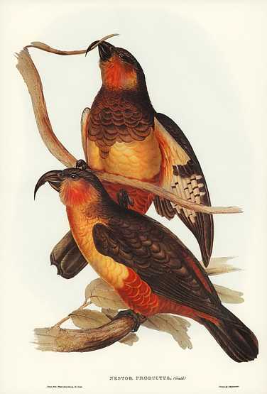 Philip Island Parrot (Nestor productus) illustrated by Elizabeth Gould (1804–1841) for John Gould’s (1804-1881) Birds of Australia (1972 Edition, 8 volumes). Digitally enhanced from our own facsimile book (1972 Edition, 8 volumes). Philip Island Parrot (Nestor productus) illustrated by Elizabeth Gould (1804–1841) for John Gould’s (1804-1881)…