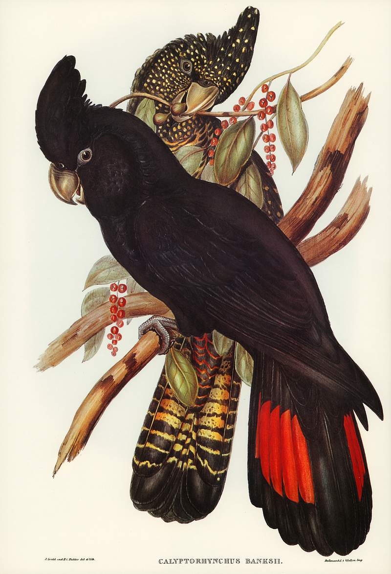 Banksian Cockatoo (Calyptorhynchus Banksii) illustrated by Elizabeth Gould (1804–1841) for John Gould’s (1804…
