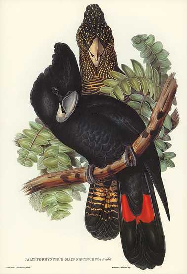 Great-billed Black Cockatoo (Calyptorhynchus macrorhynchus) illustrated by Elizabeth Gould (1804–1841) for John Gould’s (1804-1881) Birds of Australia (1972 Edition, 8 volumes). Digitally enhanced from our own facsimile book (1972 Edition, 8 volumes). Great-billed Black Cockatoo (Calyptorhynchus macrorhynchus) illustrated by Elizabeth Gould (1804–1841) for John…
