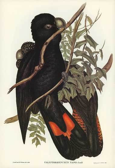 Western Black Cockatoo (Calyptorhynchus naso) illustrated by Elizabeth Gould (1804–1841) for John Gould’s (1804-1881) Birds of Australia (1972 Edition, 8 volumes). Digitally enhanced from our own facsimile book (1972 Edition, 8 volumes). Western Black Cockatoo (Calyptorhynchus naso) illustrated by Elizabeth Gould (1804–1841) for John Gould’s (1804…