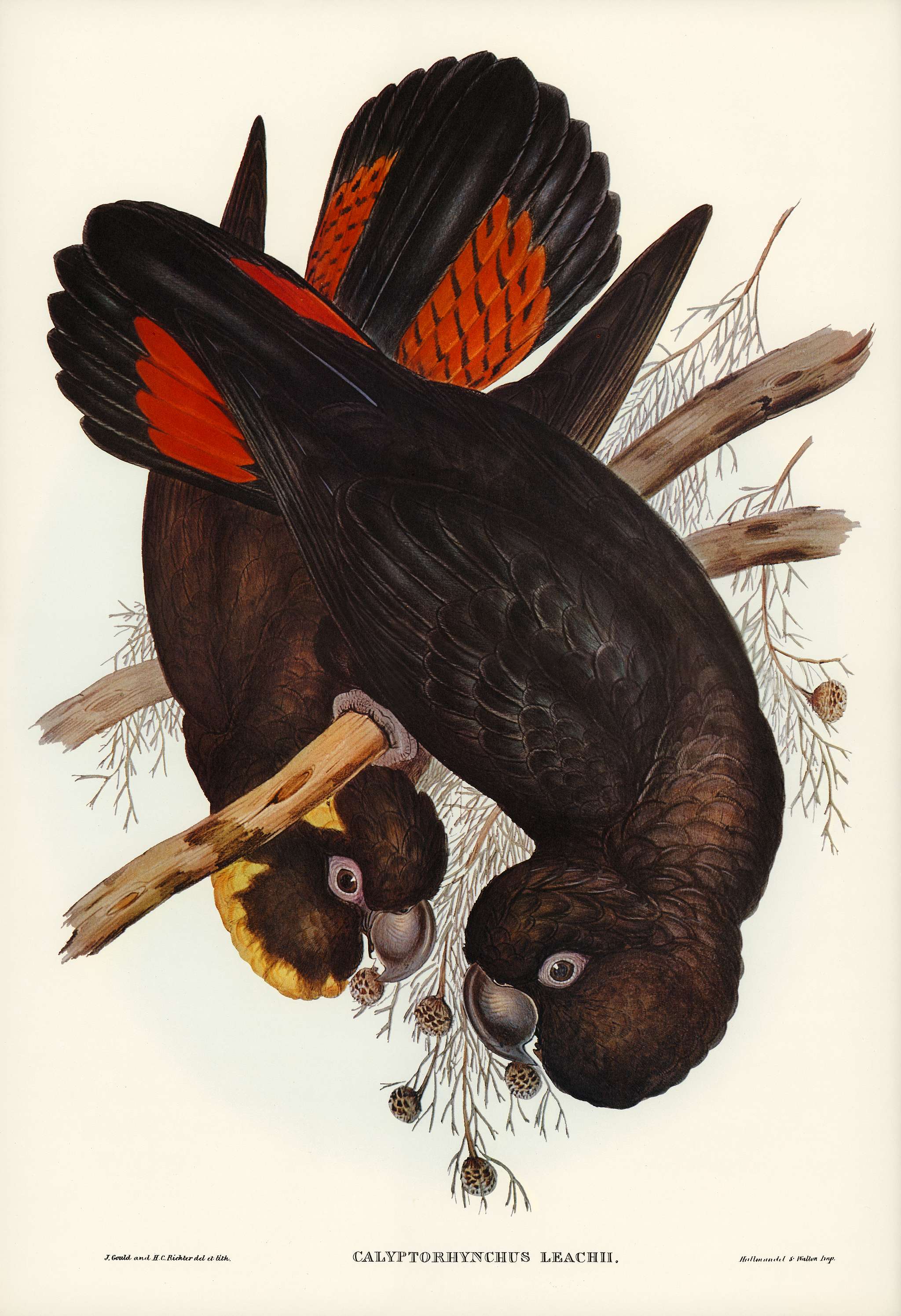 Leach's Cockatoo (Calyptorhynchus Leachii) illustrated by Elizabeth Gould (1804–1841) for John Gould’s (1804... Leach's Cockatoo (Calyptorhynchus Leachii) illustrated by Elizabeth Gould (1804–1841) for John Gould’s (1804...