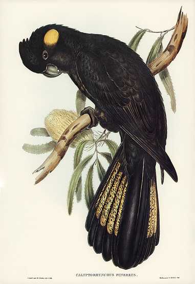 Funereal Cockatoo (Calyptorhynchus funereus) illustrated by Elizabeth Gould (1804–1841) for John Gould’s (1804-1881) Birds of Australia (1972 Edition, 8 volumes). Digitally enhanced from our own facsimile book (1972 Edition, 8 volumes). Funereal Cockatoo (Calyptorhynchus funereus) illustrated by Elizabeth Gould (1804–1841) for John Gould’s (1804…