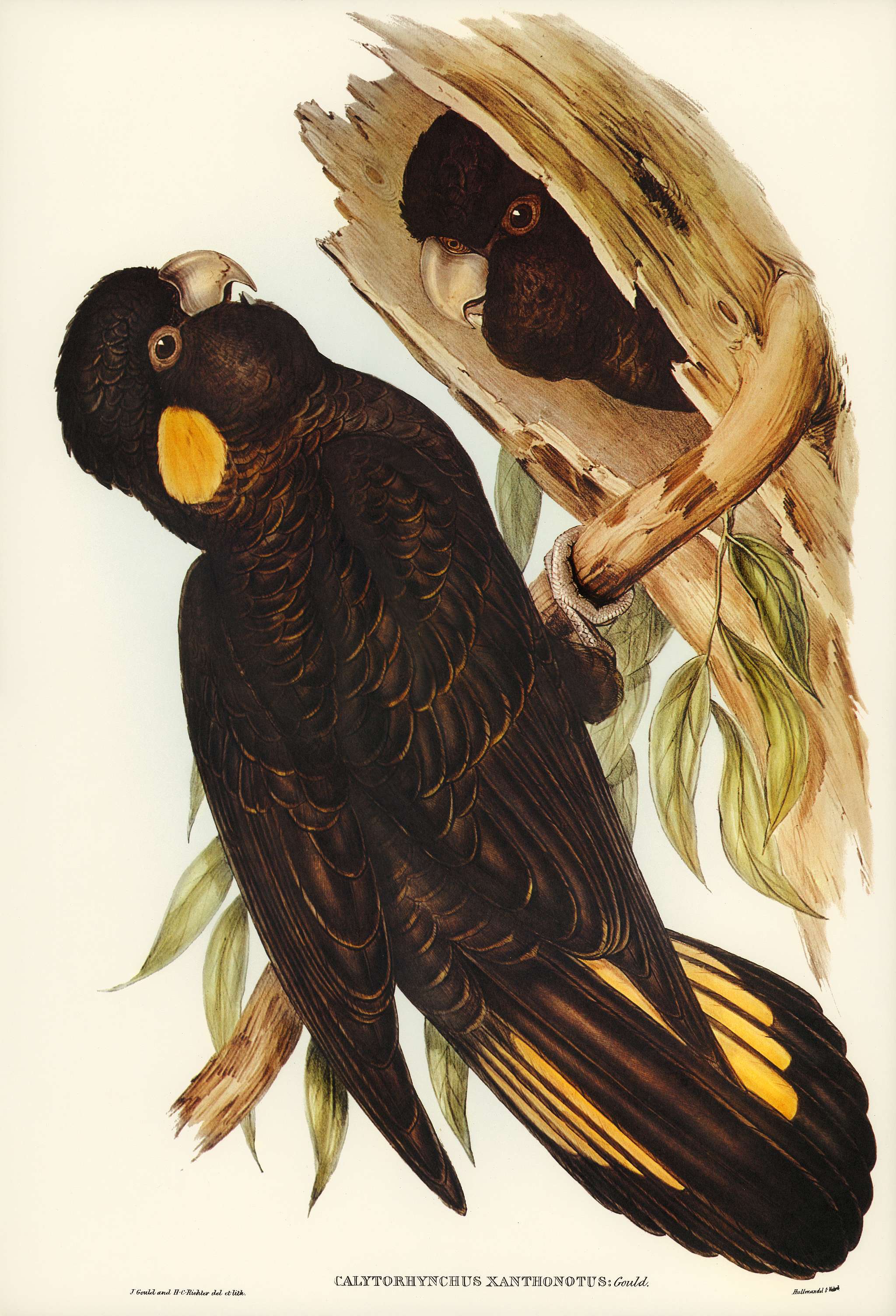 Yellow-eared Black Cockatoo (Calyptorhynchus xanthonotus) illustrated by Elizabeth Gould (1804–1841) for John Gould... Yellow-eared Black Cockatoo (Calyptorhynchus xanthonotus) illustrated by Elizabeth Gould (1804–1841) for John Gould...