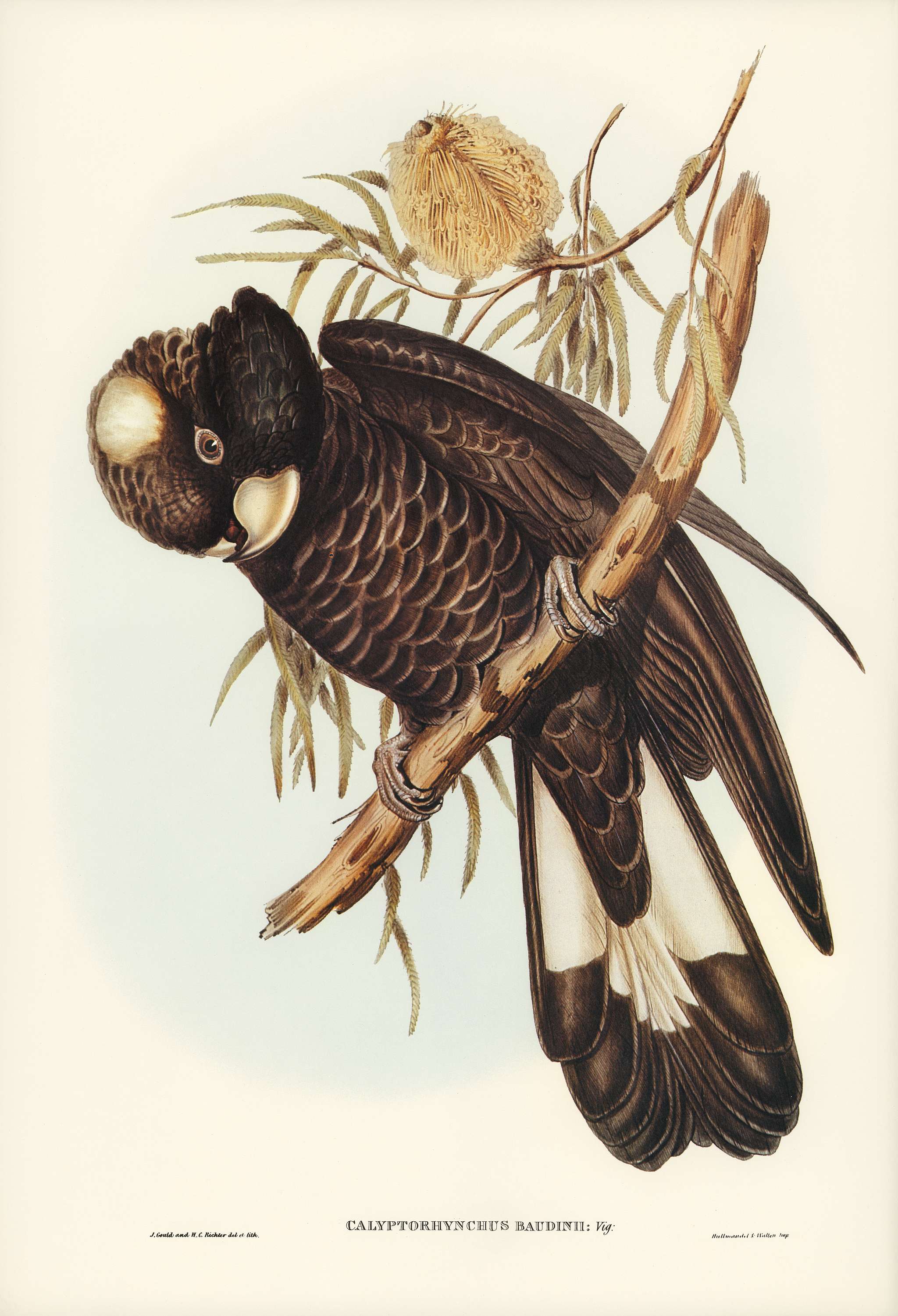 Baudin's Cockatoo (Calyptorhynchus Baudinii) illustrated by Elizabeth Gould (1804–1841) for John Gould’s (... Baudin's Cockatoo (Calyptorhynchus Baudinii) illustrated by Elizabeth Gould (1804–1841) for John Gould’s (...