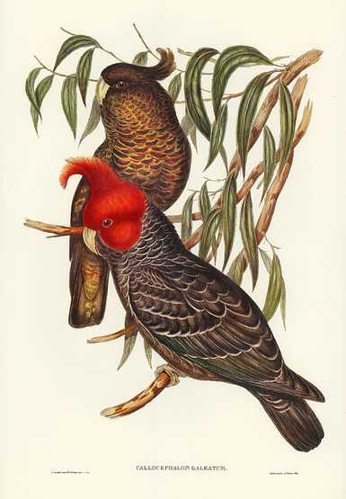 Gang-gang Cockatoo (Callocephalon galeatum) illustrated by Elizabeth Gould (1804–1841) for John Gould’s (1804-1881) Birds of Australia (1972 Edition, 8 volumes). Digitally enhanced from our own facsimile book (1972 Edition, 8 volumes). Gang-gang Cockatoo (Callocephalon galeatum) illustrated by Elizabeth Gould (1804–1841) for John Gould’s (1804…