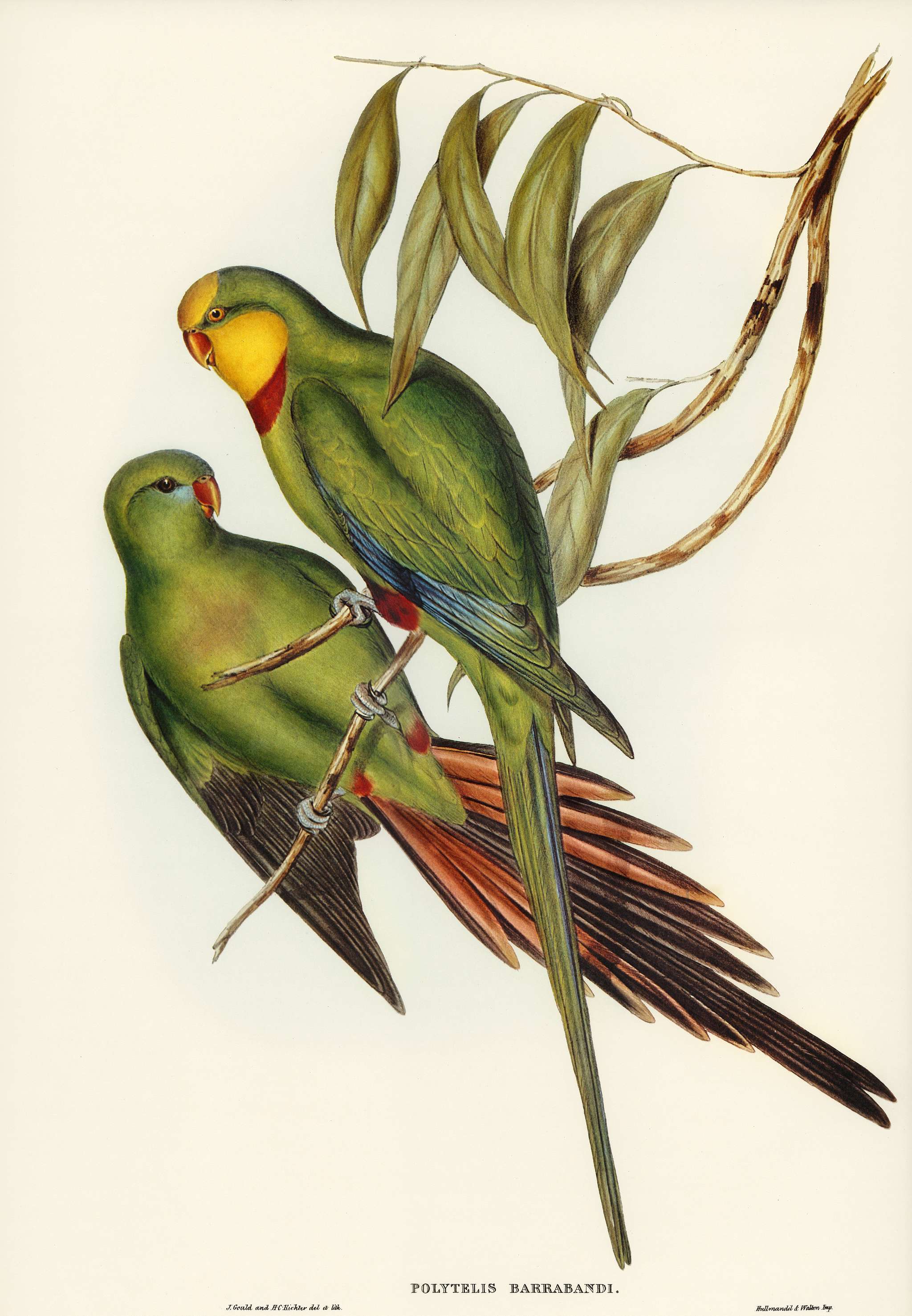 Black-tailed Parakeet (Polytelis melanura) illustrated by Elizabeth Gould (1804–1841) for John Gould’s (1804-... Black-tailed Parakeet (Polytelis melanura) illustrated by Elizabeth Gould (1804–1841) for John Gould’s (1804-...