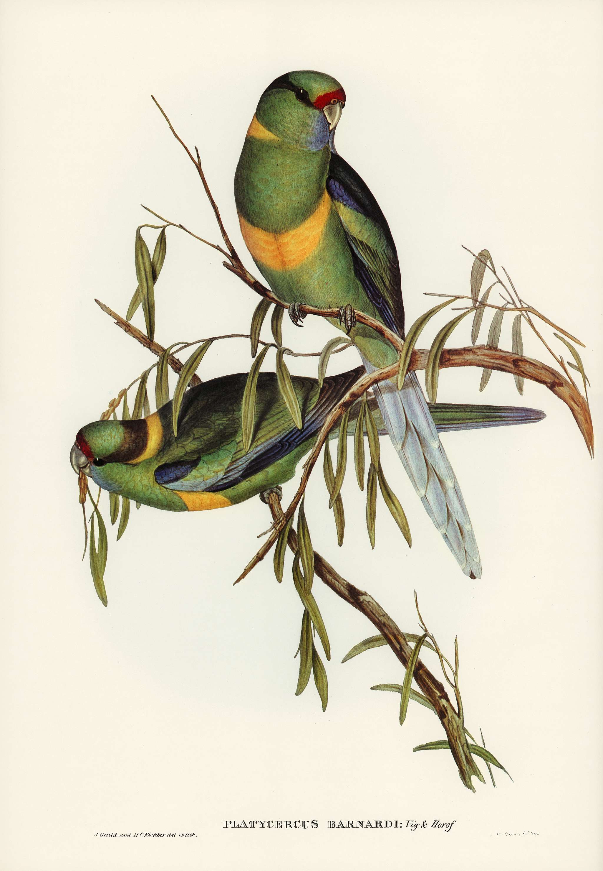 Black-tailed Parakeet (Polytelis melanura) illustrated by Elizabeth Gould (1804–1841) for John Gould’s (1804-... Black-tailed Parakeet (Polytelis melanura) illustrated by Elizabeth Gould (1804–1841) for John Gould’s (1804-...