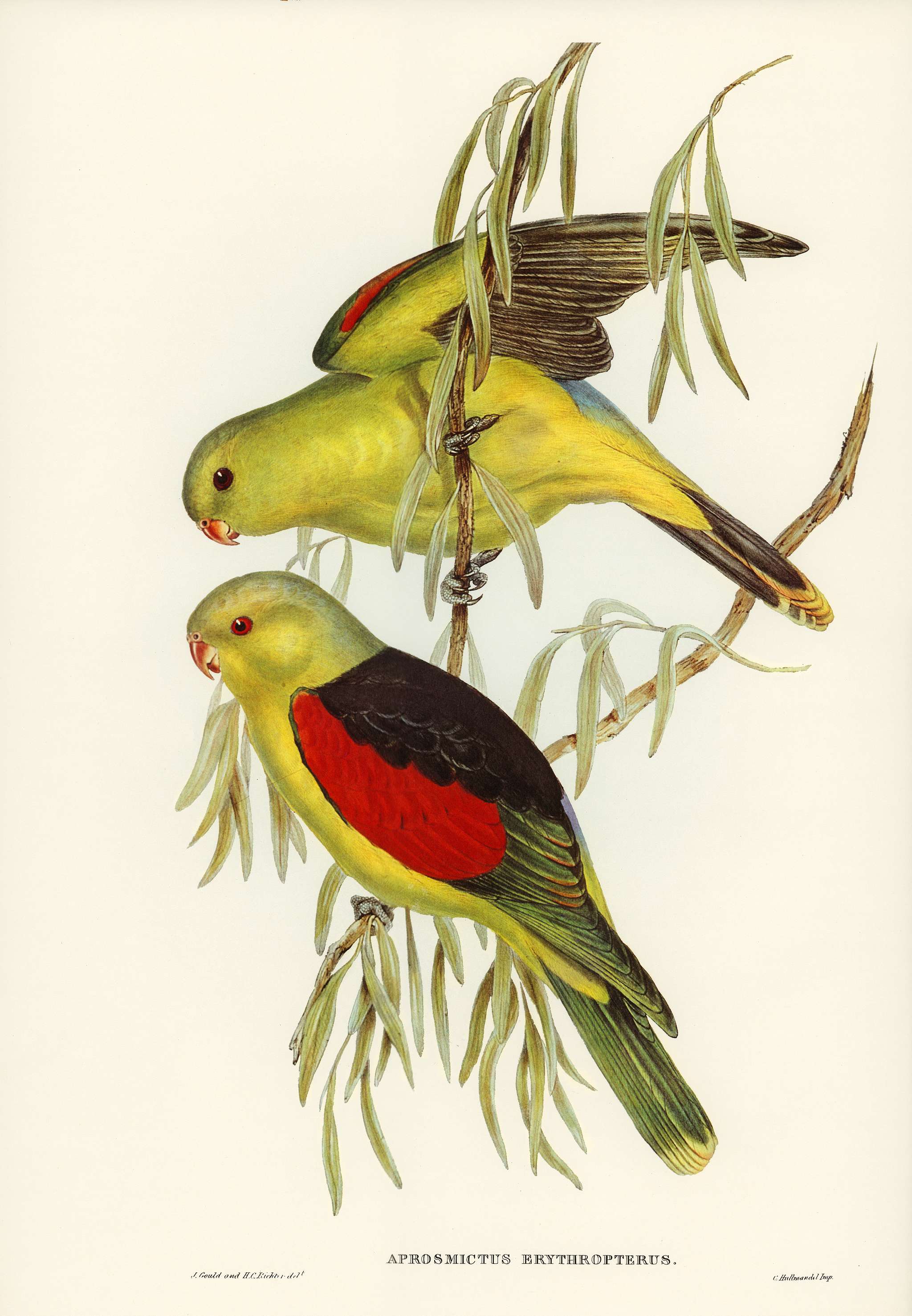 Red-winged Lory (Aprosmictus erythropterus) illustrated by Elizabeth Gould (1804–1841) for John Gould’s (1804-... Red-winged Lory (Aprosmictus erythropterus) illustrated by Elizabeth Gould (1804–1841) for John Gould’s (1804-...