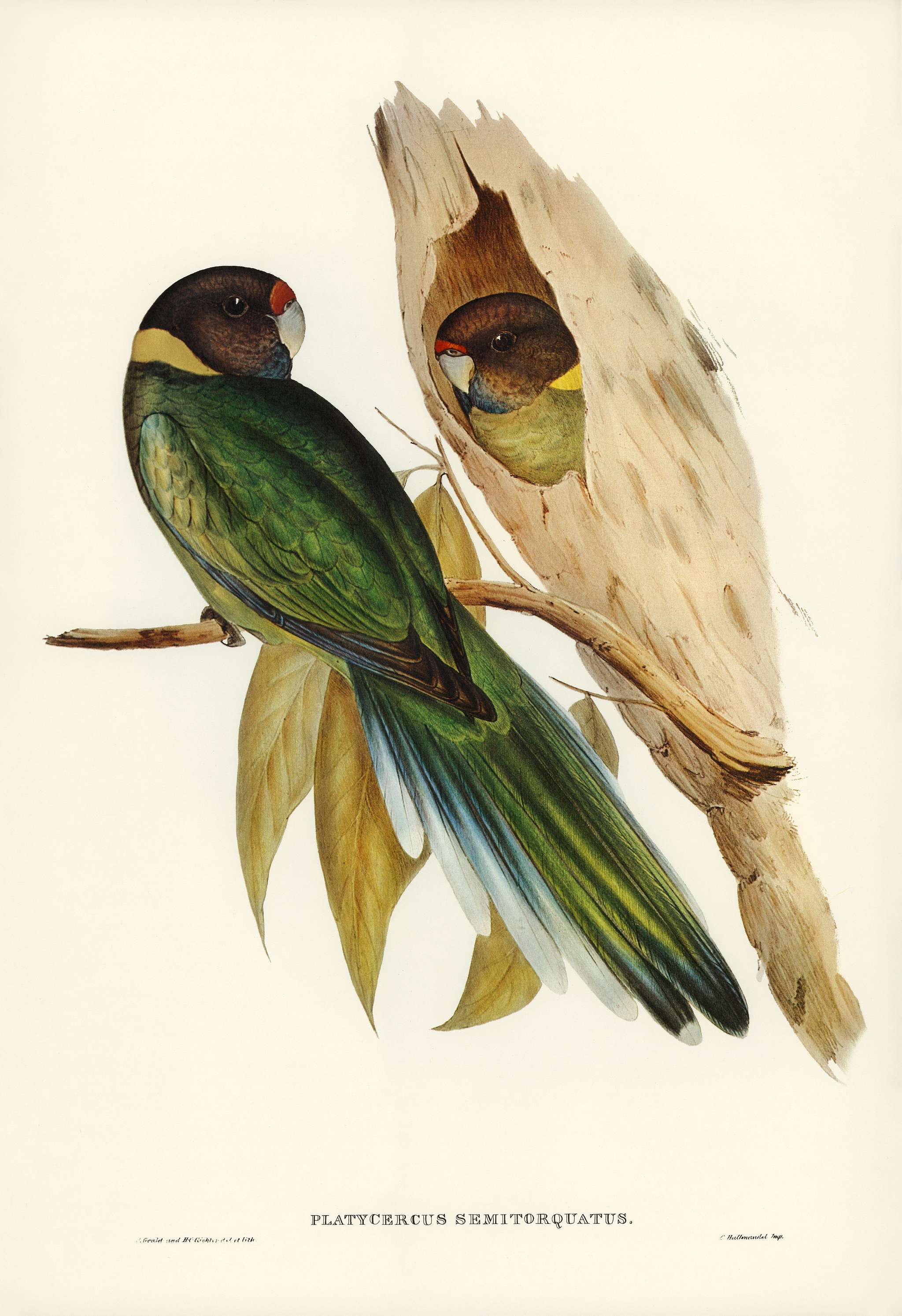 Yellow-collared Parakeet (Platycercus semitorquatus) illustrated by Elizabeth Gould (1804–1841) for John Gould’s... Yellow-collared Parakeet (Platycercus semitorquatus) illustrated by Elizabeth Gould (1804–1841) for John Gould’s...