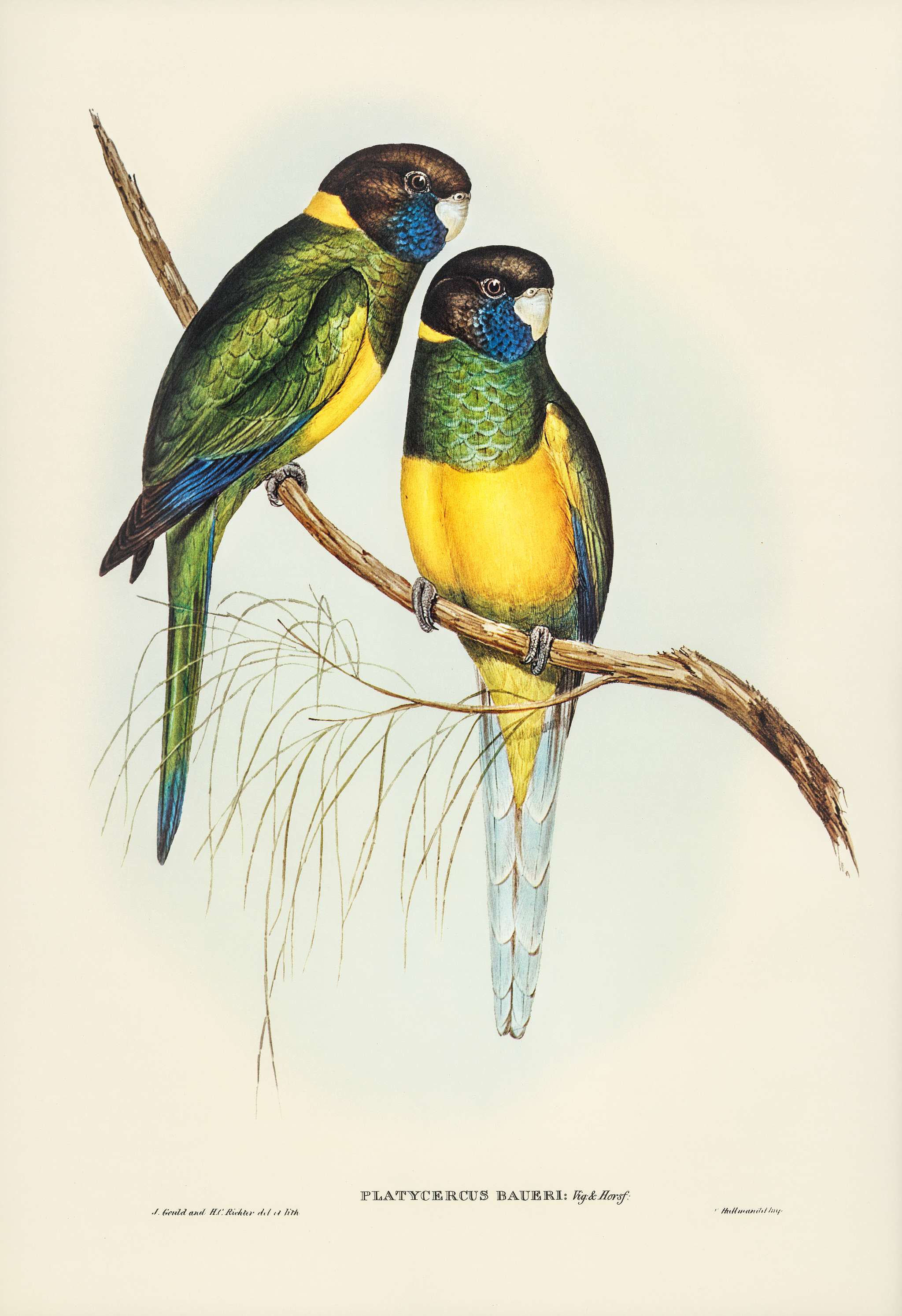 Bauer's Parrakeet (Platycercus Bauerii) illustrated by Elizabeth Gould (1804–1841) for John Gould’s (1804-... Bauer's Parrakeet (Platycercus Bauerii) illustrated by Elizabeth Gould (1804–1841) for John Gould’s (1804-...