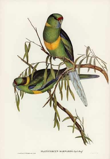 Barnard's Parakeet (Platycercus Barnardii) illustrated by Elizabeth Gould (1804–1841) for John Gould’s (1804-1881) Birds of Australia (1972 Edition, 8 volumes). Digitally enhanced from our own facsimile book (1972 Edition, 8 volumes). Barnard's Parakeet (Platycercus Barnardii) illustrated by Elizabeth Gould (1804–1841) for John Gould’s (1804…