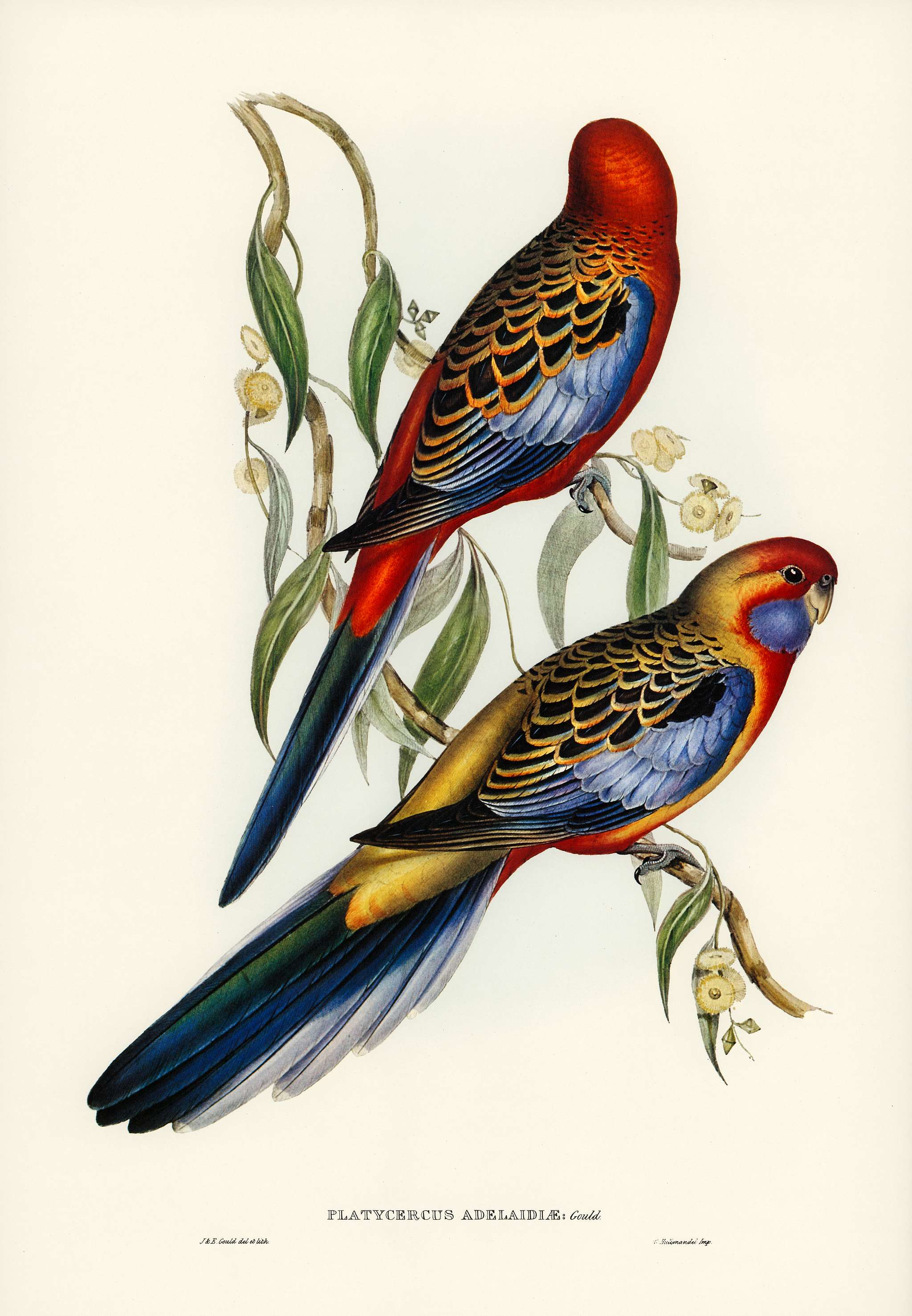 Adelaide Parakeet (Platycercus Adelaidiae) illustrated by Elizabeth Gould (1804–1841) for John Gould’s (1804-... Adelaide Parakeet (Platycercus Adelaidiae) illustrated by Elizabeth Gould (1804–1841) for John Gould’s (1804-...