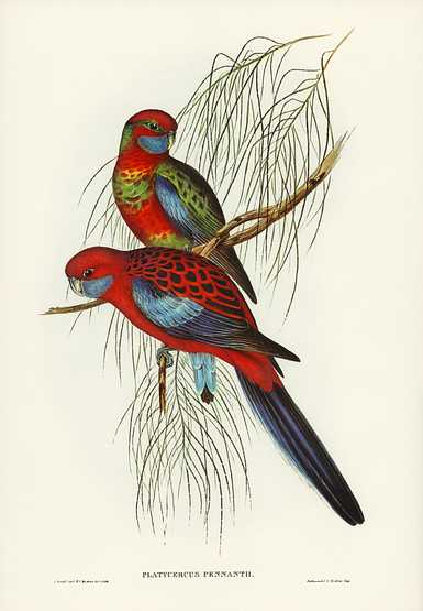 Pennant's Parakeet (Platycercus Pennantii) illustrated by Elizabeth Gould (1804–1841) for John Gould’s (1804-1881) Birds of Australia (1972 Edition, 8 volumes). Digitally enhanced from our own facsimile book (1972 Edition, 8 volumes). Pennant's Parakeet (Platycercus Pennantii) illustrated by Elizabeth Gould (1804–1841) for John Gould’s (1804…