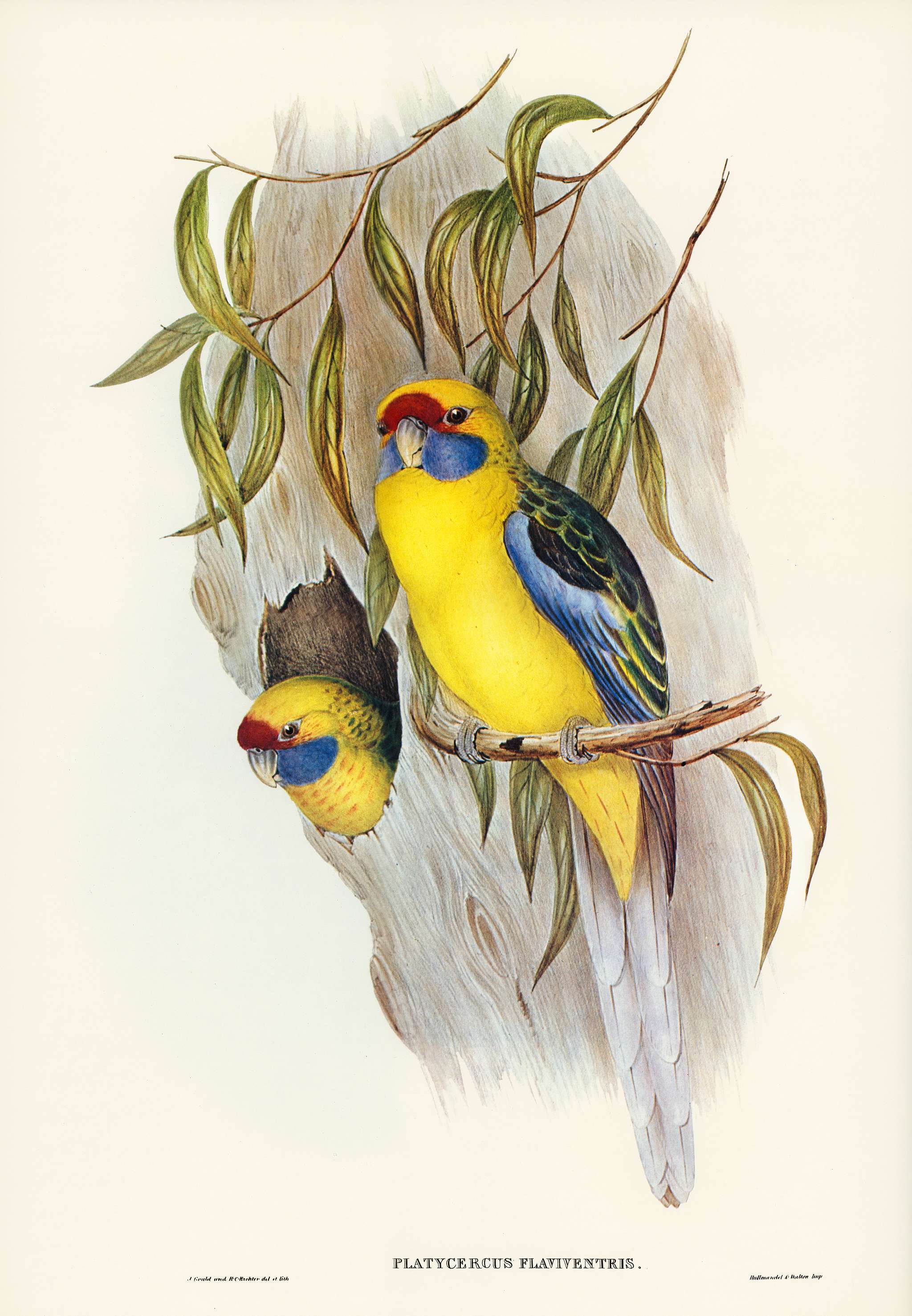 Yellow-bellied Parakeet (Platycercus flaviventris) illustrated by Elizabeth Gould (1804–1841) for John Gould’s (... Yellow-bellied Parakeet (Platycercus flaviventris) illustrated by Elizabeth Gould (1804–1841) for John Gould’s (...