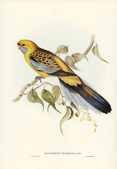Yellow-rumped Parakeet (Platycercus flaveolus) illustrated by Elizabeth Gould (1804–1841) for John Gould’s (1804-1881) Birds of Australia (1972 Edition, 8 volumes). Digitally enhanced from our own facsimile book (1972 Edition, 8 volumes). Yellow-rumped Parakeet (Platycercus flaveolus) illustrated by Elizabeth Gould (1804–1841) for John Gould’s (1804…