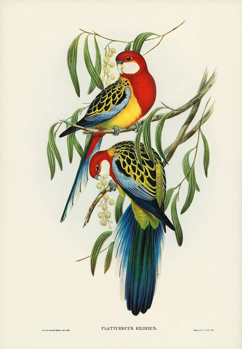 Rose-hill Parakeet (Platycercus eximius) illustrated by Elizabeth Gould (1804–1841) for John Gould’s (1804-1881)…