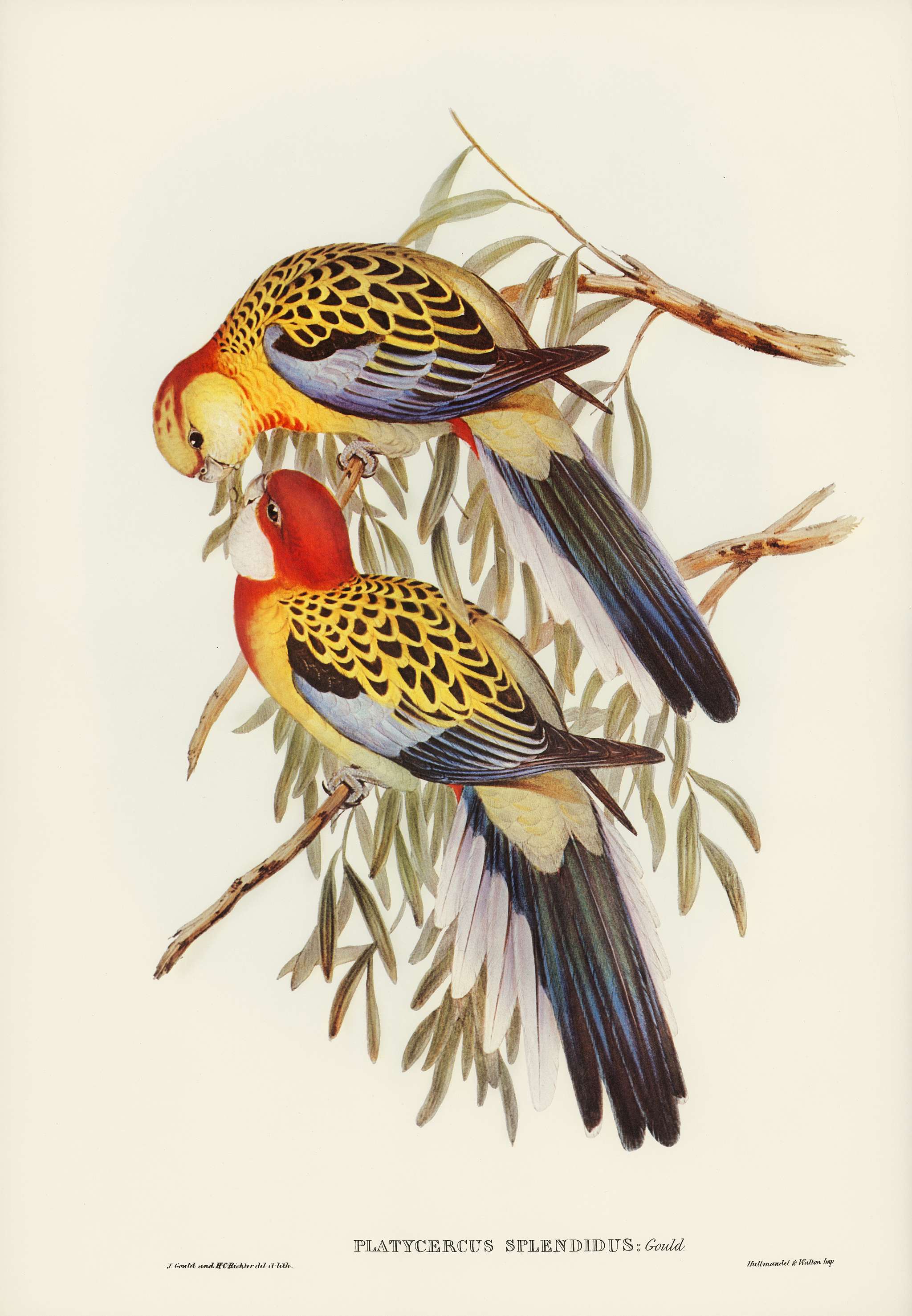 Splendid Parakeet (Platycercus splendidus) illustrated by Elizabeth Gould (1804–1841) for John Gould’s (1804-... Splendid Parakeet (Platycercus splendidus) illustrated by Elizabeth Gould (1804–1841) for John Gould’s (1804-...