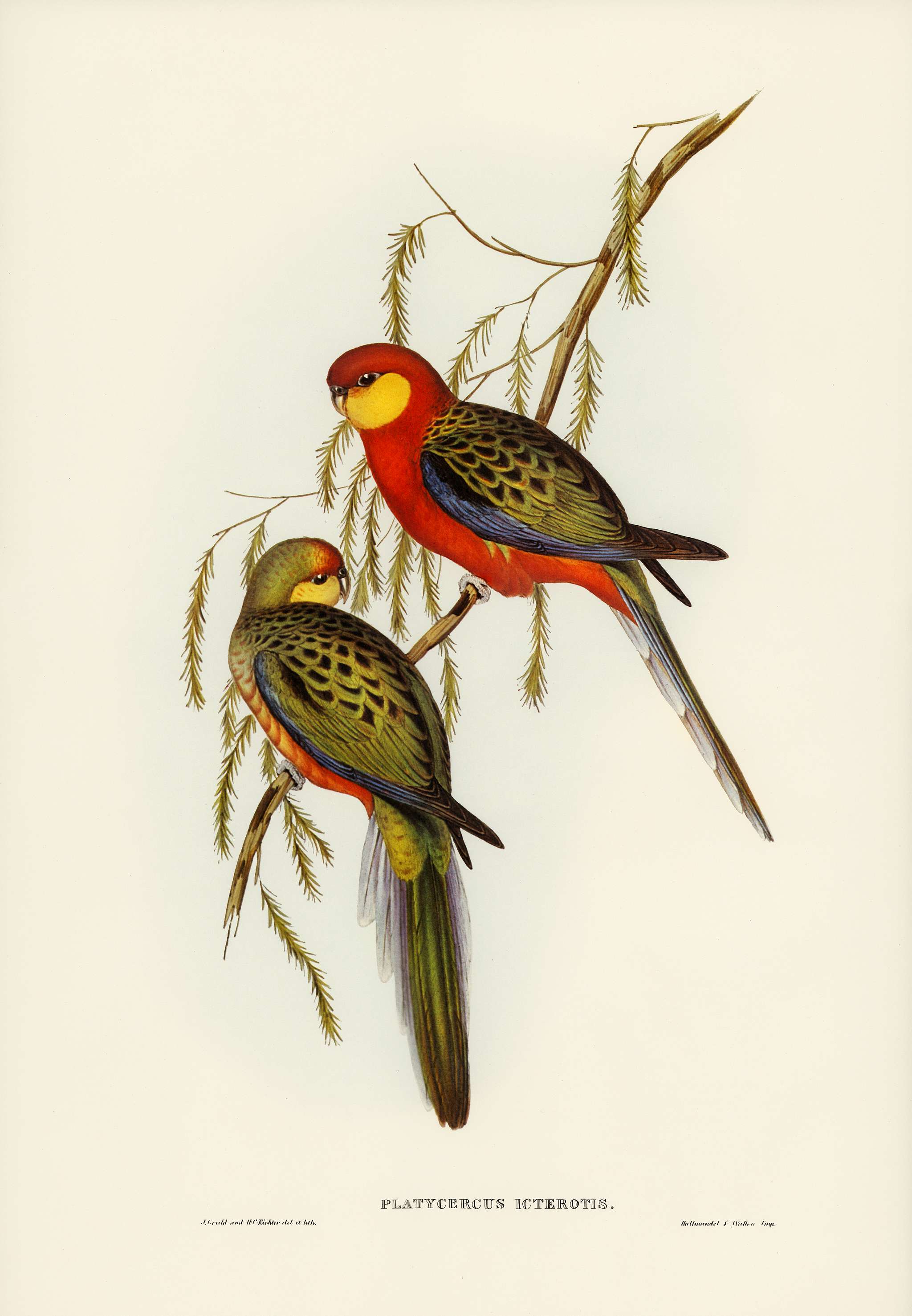 The Earl of Derby's Parrakeet (Platycercus icterotis) illustrated by Elizabeth Gould (1804–1841) for John Gould... The Earl of Derby's Parrakeet (Platycercus icterotis) illustrated by Elizabeth Gould (1804–1841) for John Gould...