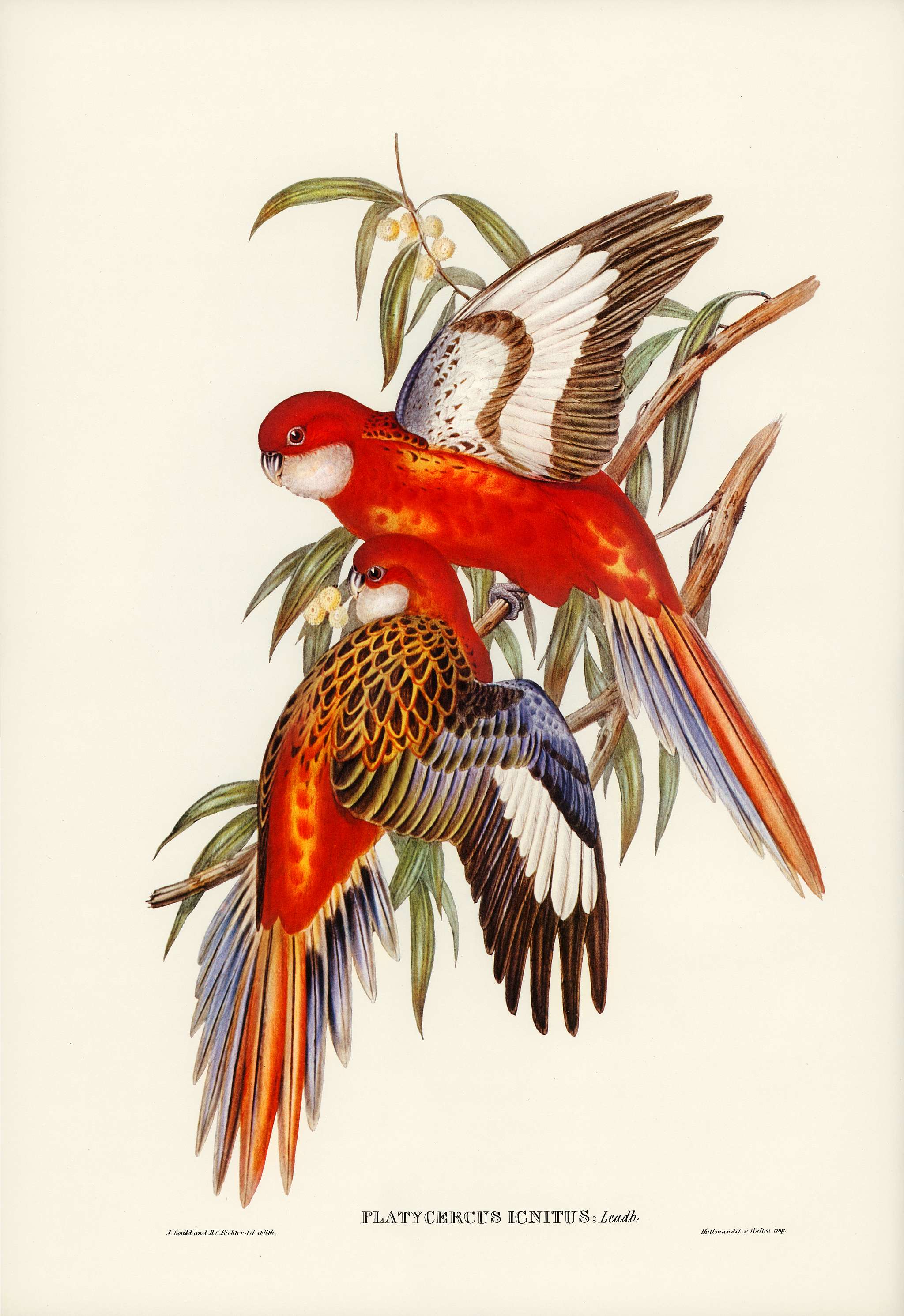Fiery Parakeet (Platycercus ignitus) illustrated by Elizabeth Gould (1804–1841) for John Gould’s (1804-1881)... Fiery Parakeet (Platycercus ignitus) illustrated by Elizabeth Gould (1804–1841) for John Gould’s (1804-1881)...