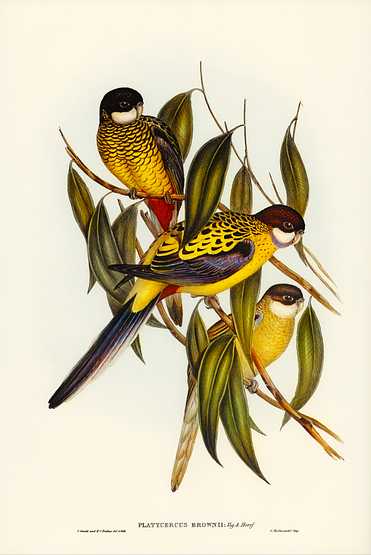 Brown's Parakeet (Platycercus Brownii) illustrated by Elizabeth Gould (1804–1841) for John Gould’s (1804-1881) Birds of Australia (1972 Edition, 8 volumes). Digitally enhanced from our own facsimile book (1972 Edition, 8 volumes). Brown's Parakeet (Platycercus Brownii) illustrated by Elizabeth Gould (1804–1841) for John Gould’s (1804-1881)…