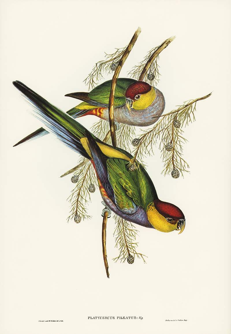 Red-capped Parakeet (Platycercus pileatus) illustrated by Elizabeth Gould (1804–1841) for John Gould’s (1804…