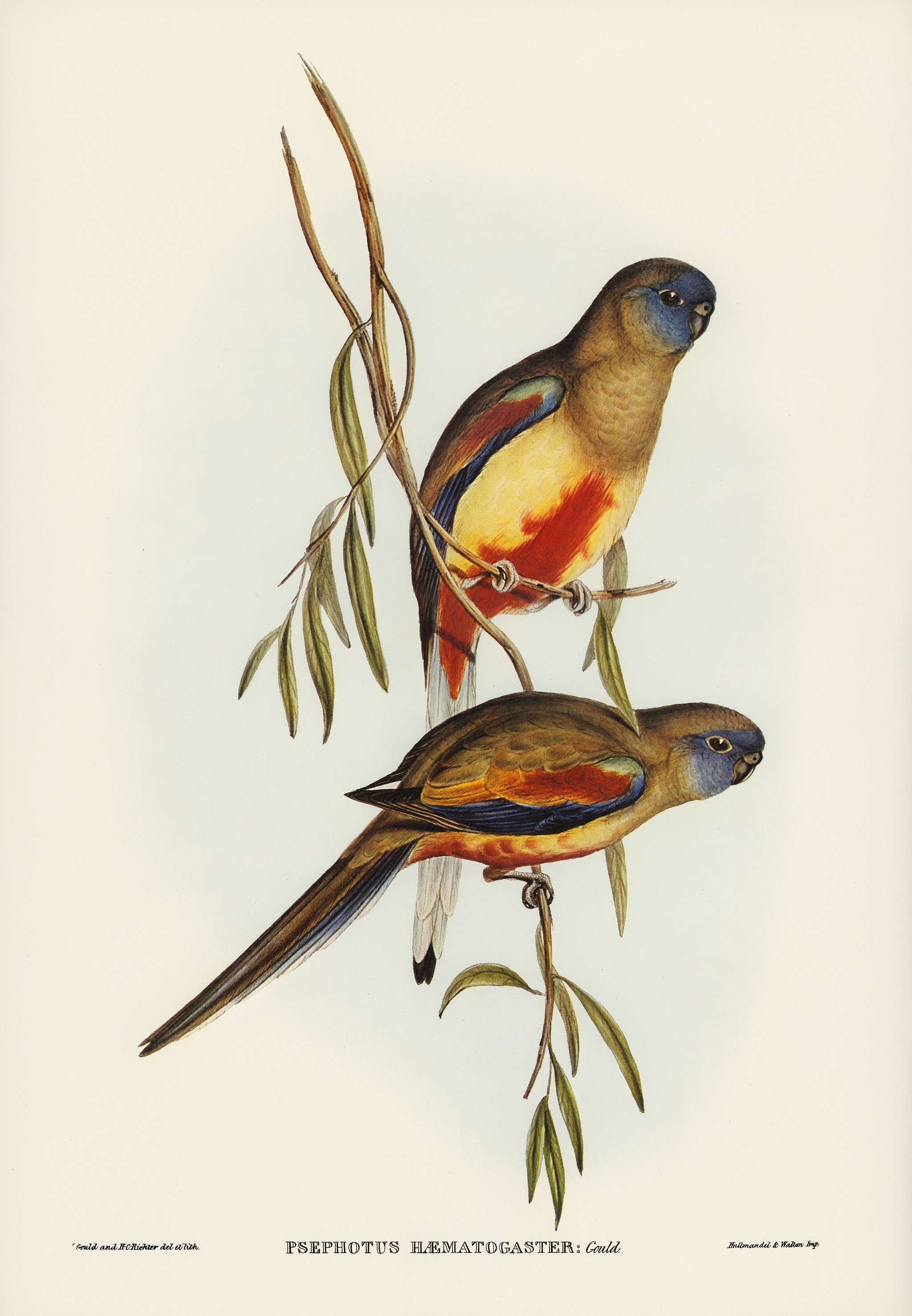 Crimson-bellied Parakeet (Psephotus haematogaster) illustrated by Elizabeth Gould (1804–1841) for John Gould’s (... Crimson-bellied Parakeet (Psephotus haematogaster) illustrated by Elizabeth Gould (1804–1841) for John Gould’s (...