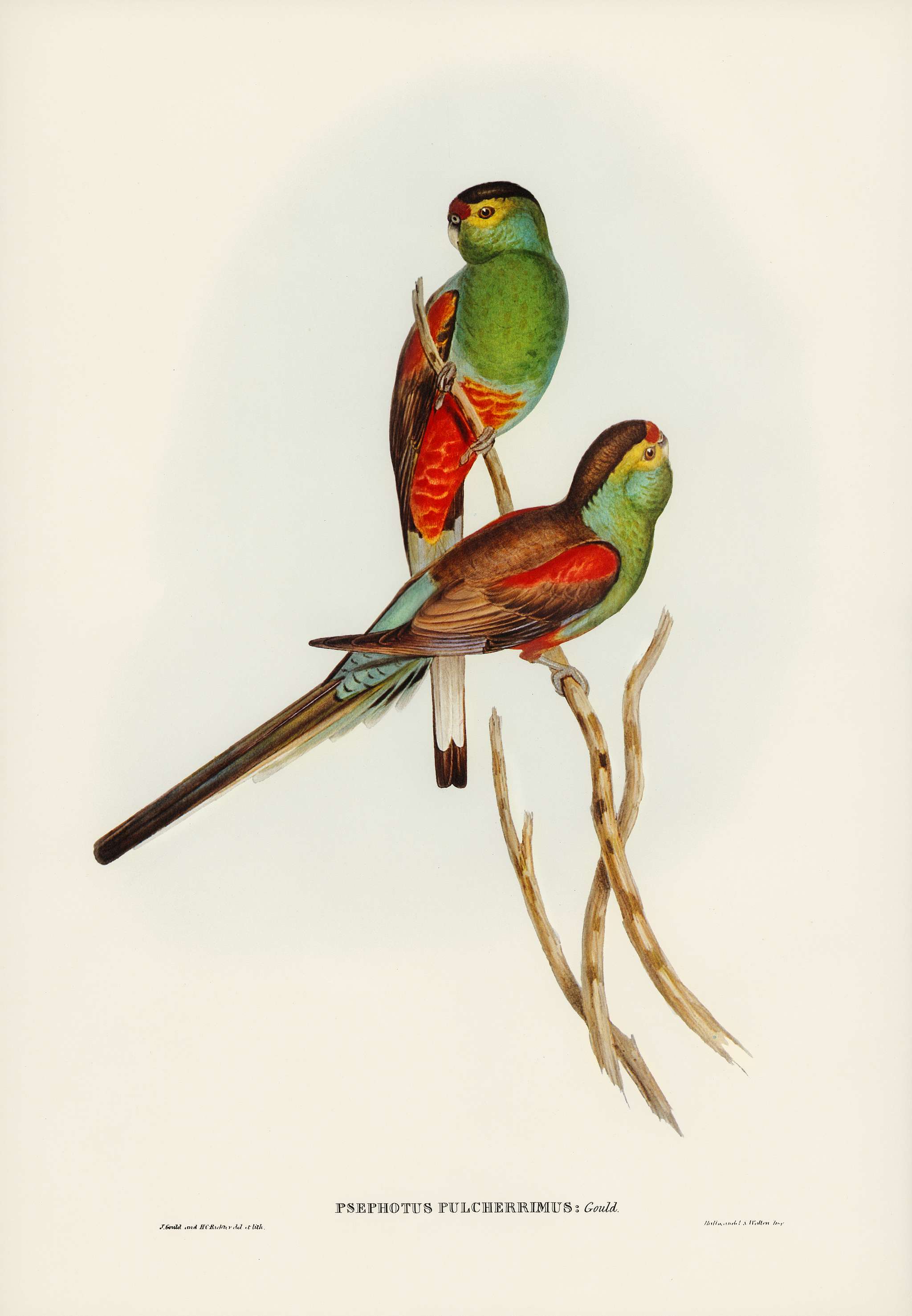 Beautiful Parakeet (Psephotus pulcherrimus) illustrated by Elizabeth Gould (1804–1841) for John Gould’s (1804-... Beautiful Parakeet (Psephotus pulcherrimus) illustrated by Elizabeth Gould (1804–1841) for John Gould’s (1804-...