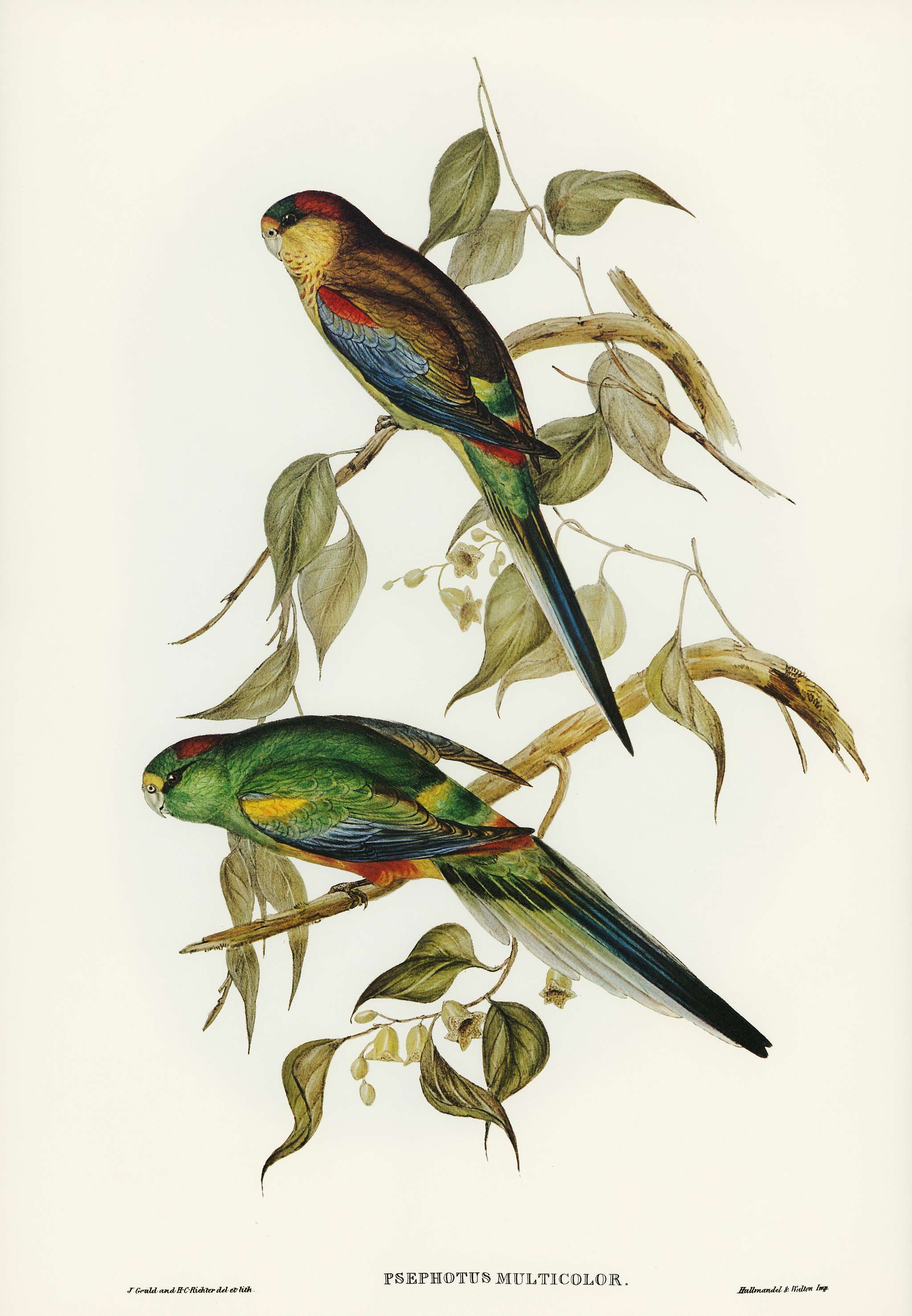 Many-coloured Parakeet (Psephotus multicolor) illustrated by Elizabeth Gould (1804–1841) for John Gould’s (1804-... Many-coloured Parakeet (Psephotus multicolor) illustrated by Elizabeth Gould (1804–1841) for John Gould’s (1804-...