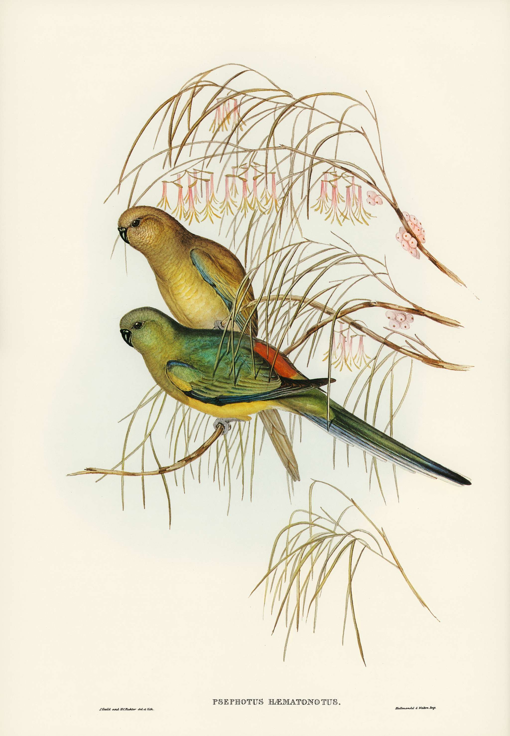 Red-backed Parakeet (Psephotus haematonotus) illustrated by Elizabeth Gould (1804–1841) for John Gould’s (1804-... Red-backed Parakeet (Psephotus haematonotus) illustrated by Elizabeth Gould (1804–1841) for John Gould’s (1804-...