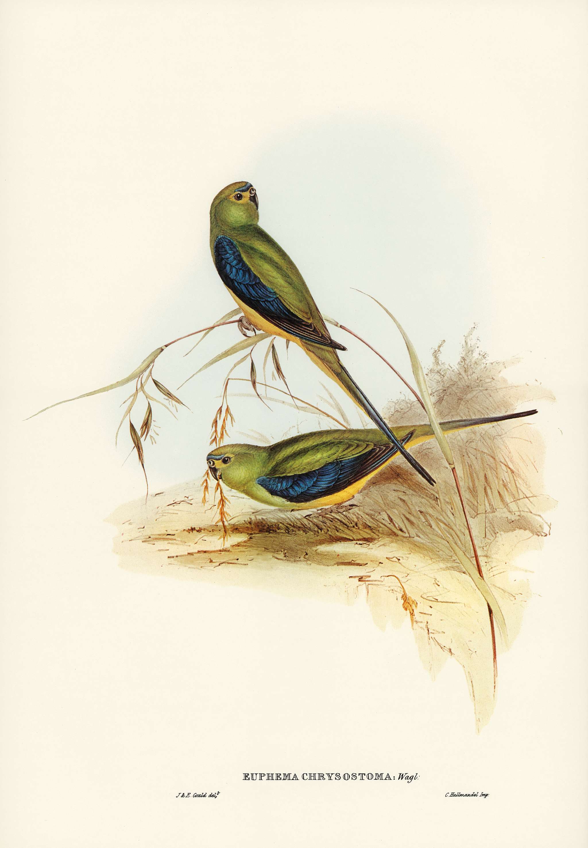 Blue-banded Grass-Parakeet (Euphema chrysostoma) illustrated by Elizabeth Gould (1804–1841) for John Gould’s (... Blue-banded Grass-Parakeet (Euphema chrysostoma) illustrated by Elizabeth Gould (1804–1841) for John Gould’s (...