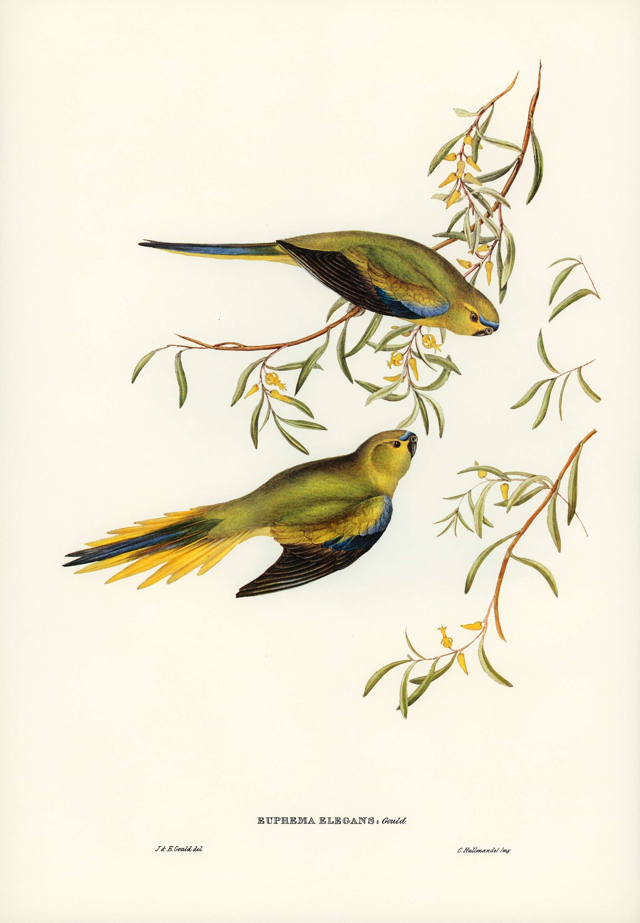 Elegant Grass-Parakeet (Euphema elegans) illustrated by Elizabeth Gould (1804–1841) for John Gould’s (1804-1881... Elegant Grass-Parakeet (Euphema elegans) illustrated by Elizabeth Gould (1804–1841) for John Gould’s (1804-1881...