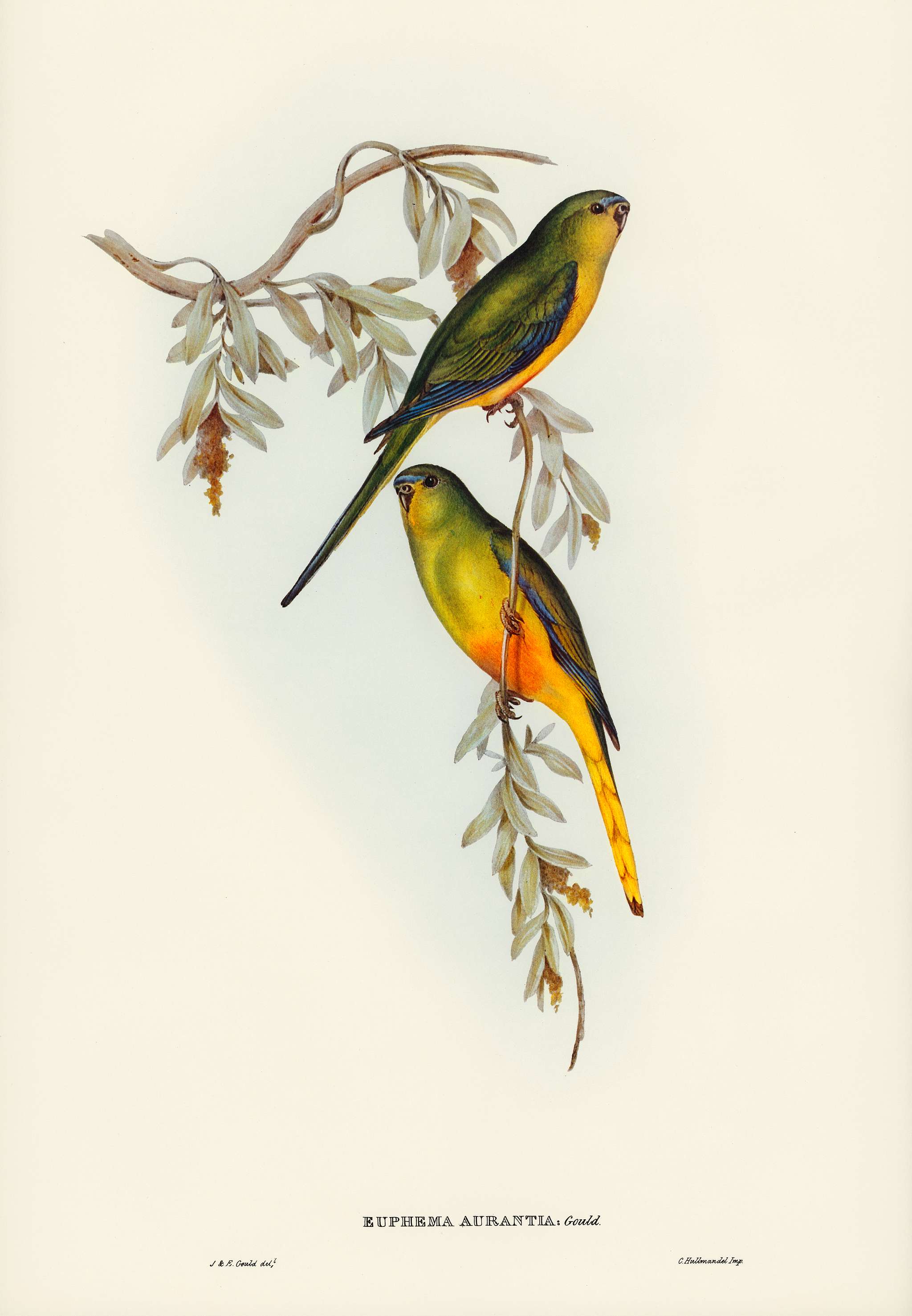 Orange-bellied Grass-Parrakeet (Euphema aurantia) illustrated by Elizabeth Gould (1804–1841) for John Gould’s (... Orange-bellied Grass-Parrakeet (Euphema aurantia) illustrated by Elizabeth Gould (1804–1841) for John Gould’s (...