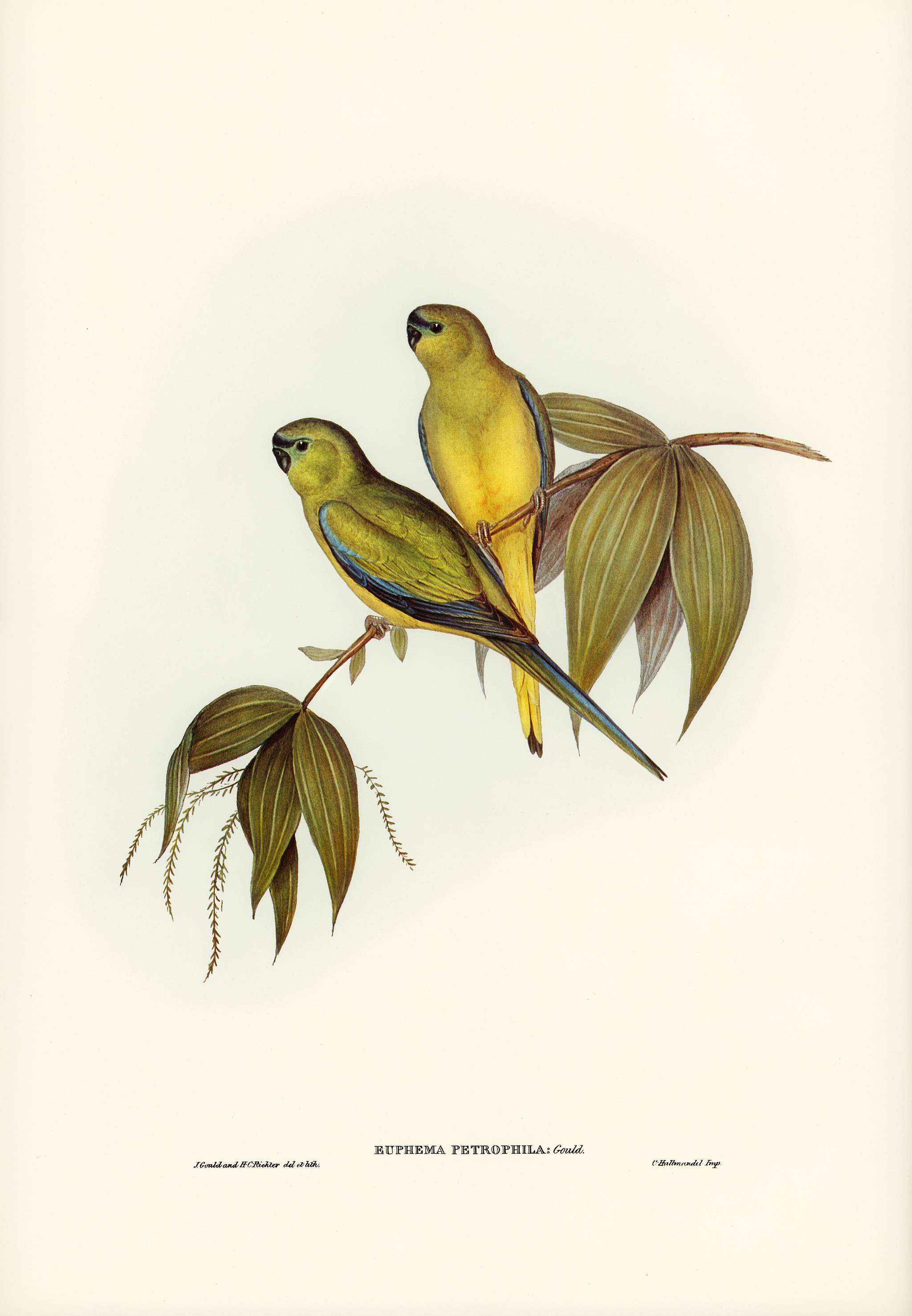 Rock Grass-Parakeet (Euphema petrophila) illustrated by Elizabeth Gould (1804–1841) for John Gould’s (1804-1881... Rock Grass-Parakeet (Euphema petrophila) illustrated by Elizabeth Gould (1804–1841) for John Gould’s (1804-1881...