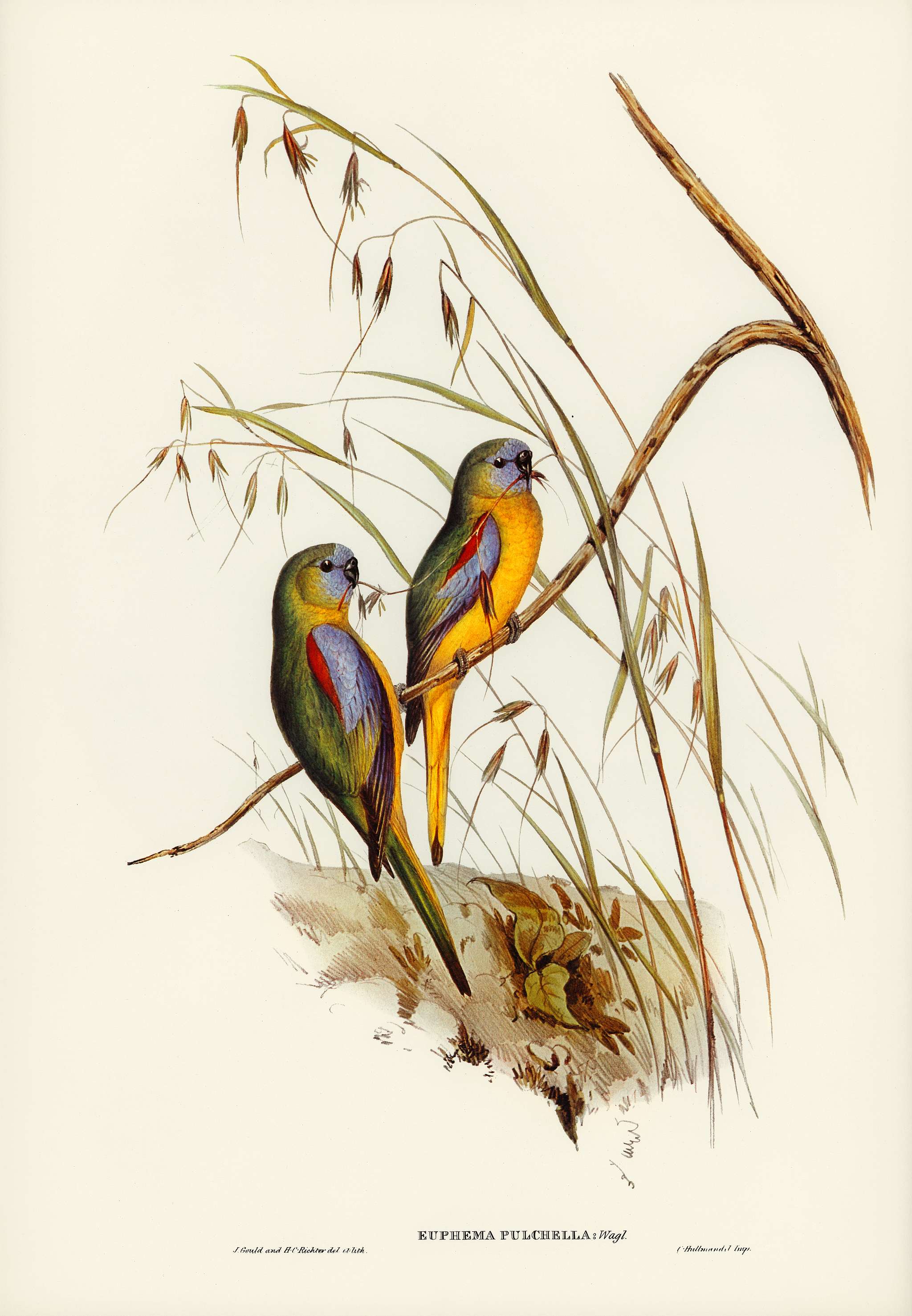 Chestnut-shouldered Grass-Parakeet (Euphema pulchella) illustrated by Elizabeth Gould (1804–1841) for John Gould... Chestnut-shouldered Grass-Parakeet (Euphema pulchella) illustrated by Elizabeth Gould (1804–1841) for John Gould...
