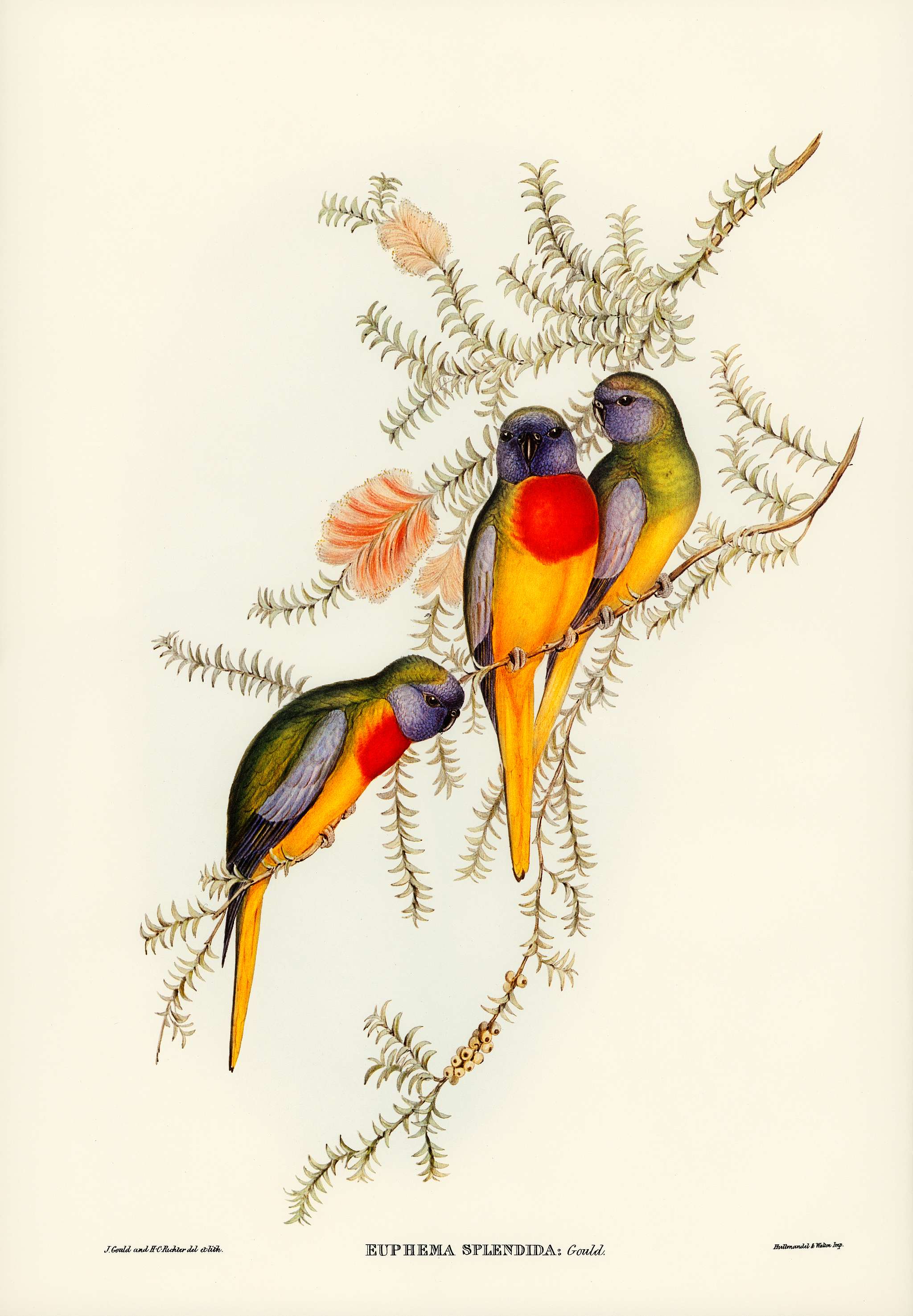 Splendid Grass-Parakeet (Euphema splendida) illustrated by Elizabeth Gould (1804–1841) for John Gould’s (1804-... Splendid Grass-Parakeet (Euphema splendida) illustrated by Elizabeth Gould (1804–1841) for John Gould’s (1804-...