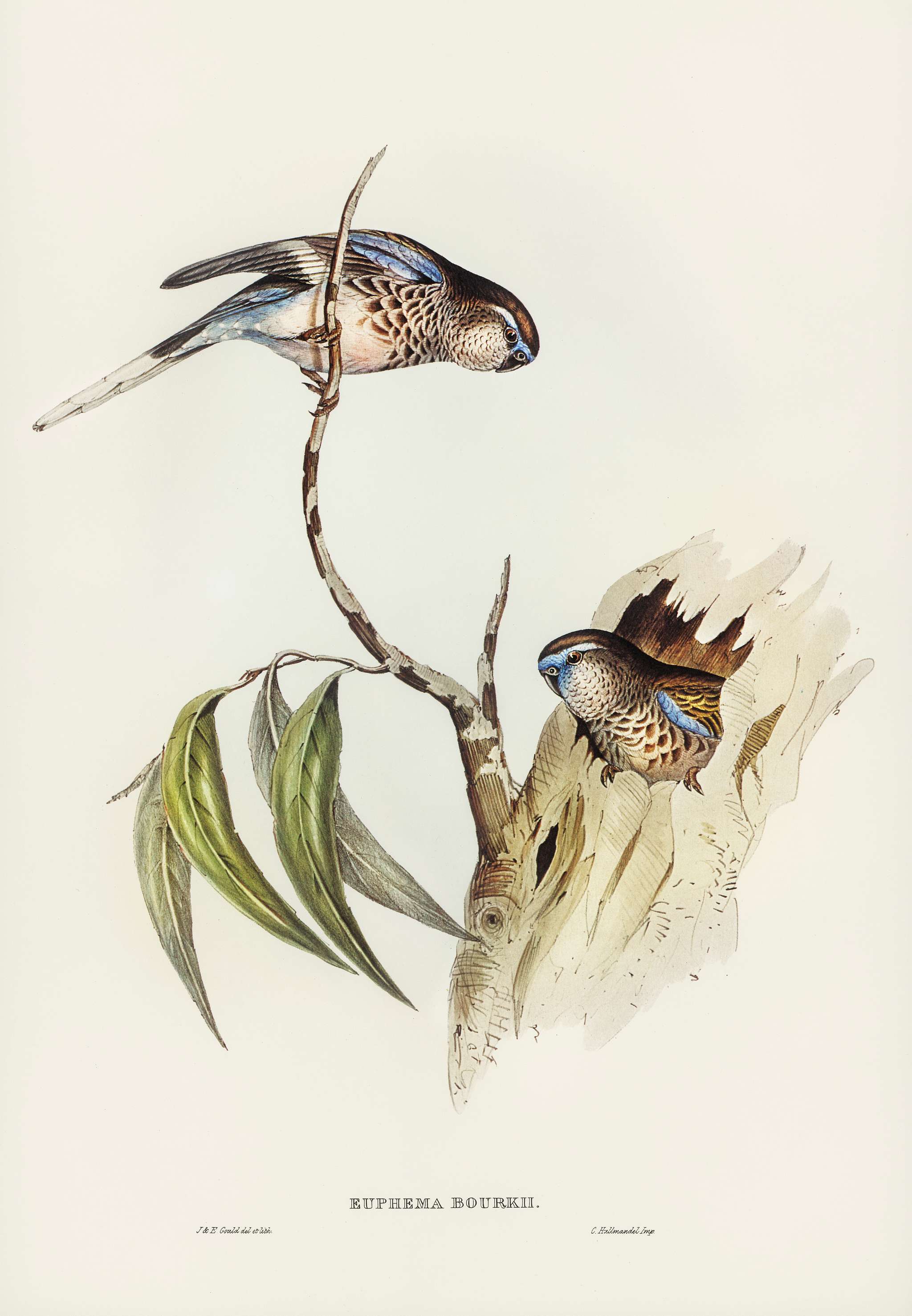 Bouke's Grass-Parakeet (Euphema Bourkii) illustrated by Elizabeth Gould (1804–1841) for John Gould’s (1804-... Bouke's Grass-Parakeet (Euphema Bourkii) illustrated by Elizabeth Gould (1804–1841) for John Gould’s (1804-...