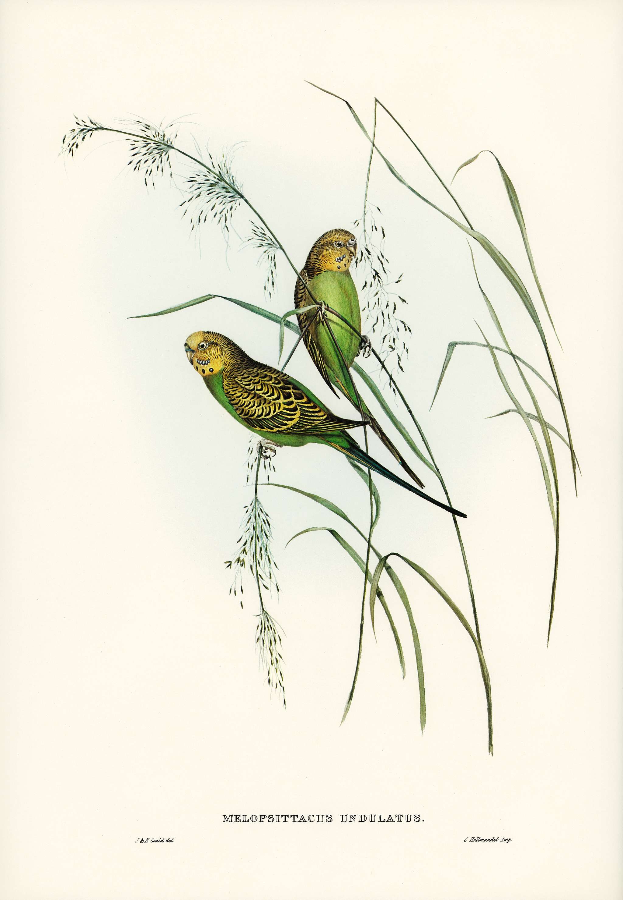 Warbling Grass-Parakeet (Melopsittacus undulatus) illustrated by Elizabeth Gould (1804–1841) for John Gould’s (... Warbling Grass-Parakeet (Melopsittacus undulatus) illustrated by Elizabeth Gould (1804–1841) for John Gould’s (...