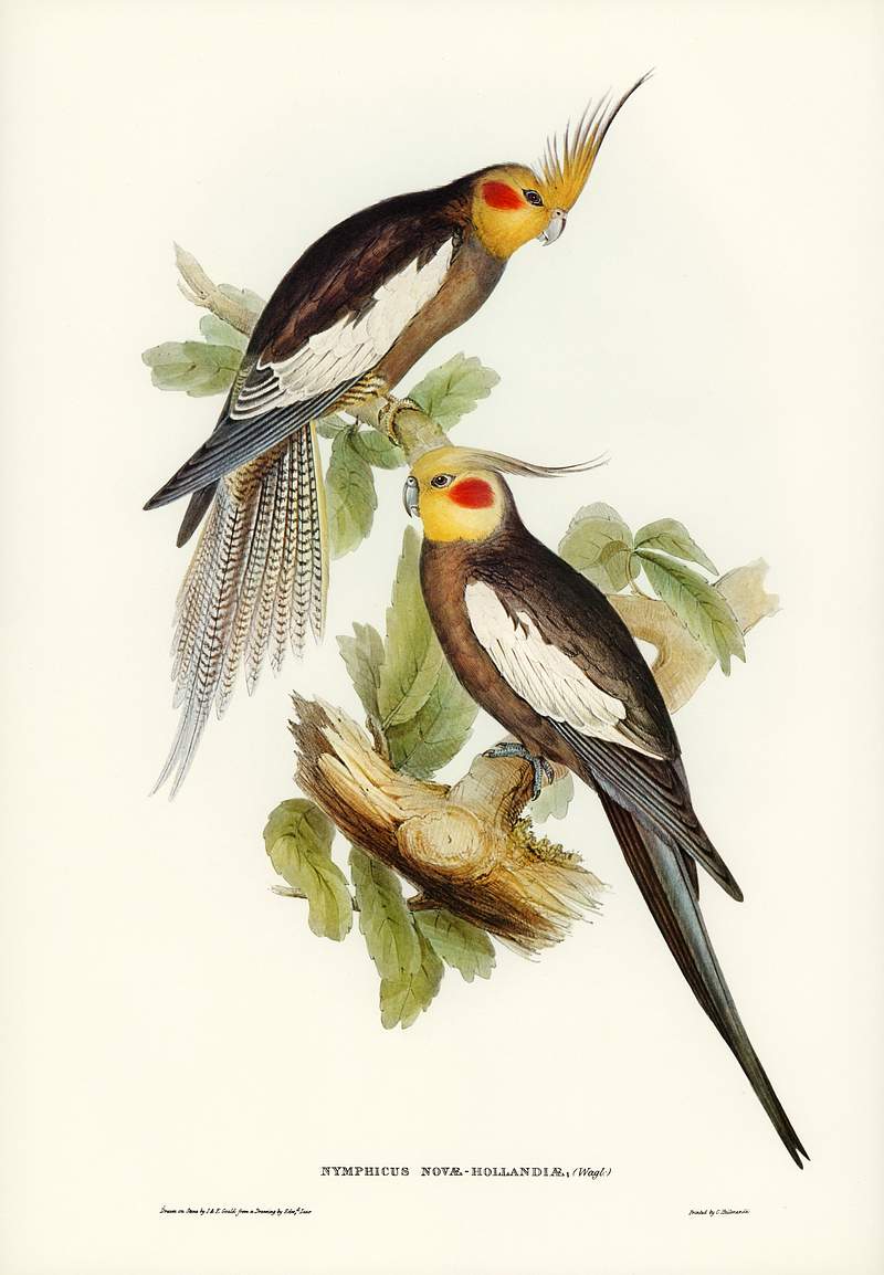 Cockatoo Parakeet (Nymphicus Novae Hollandiae) illustrated by Elizabeth Gould (1804–1841) for John Gould’s (1804…