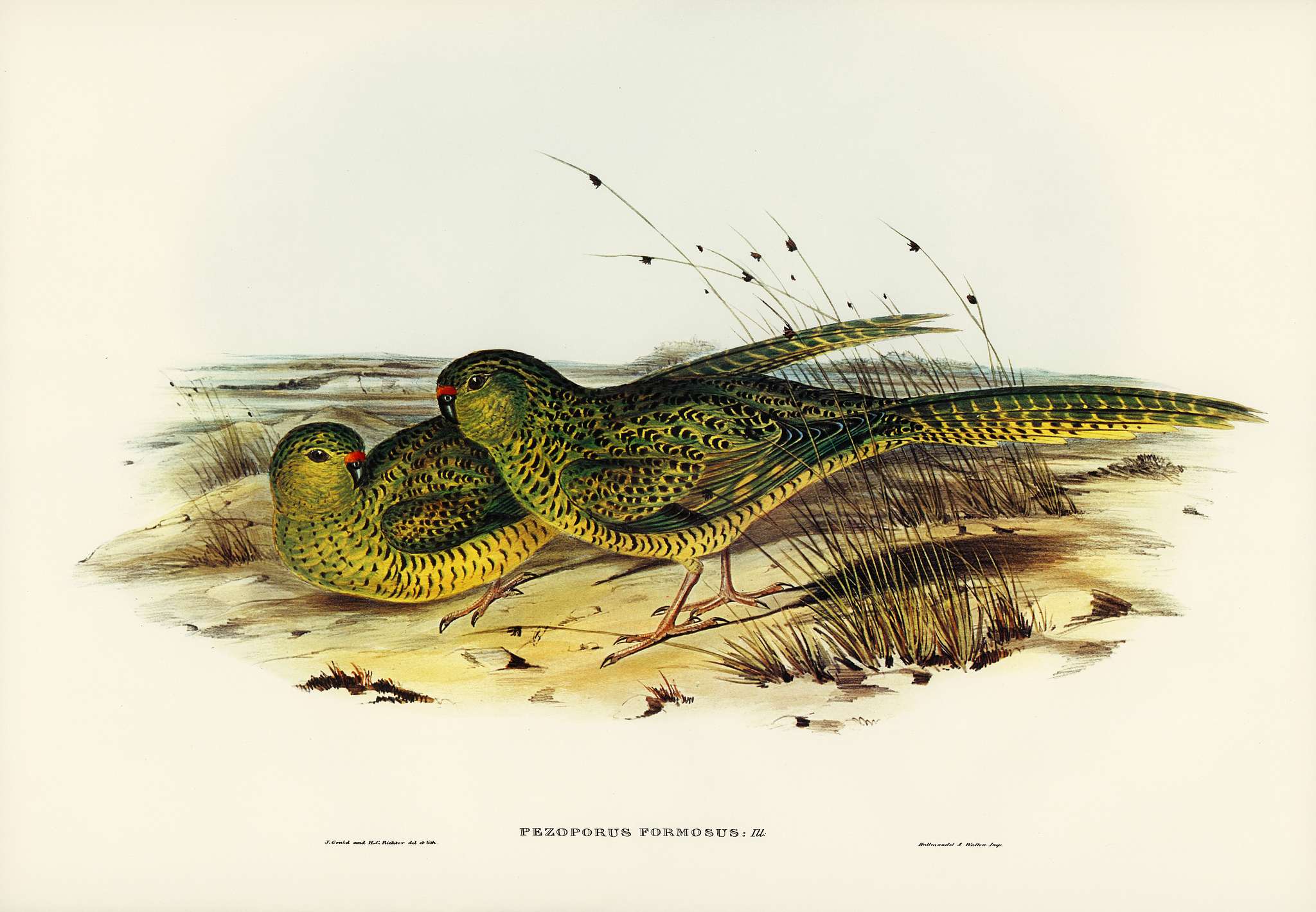 Ground Parakeet (Pezoporus formosus) illustrated by Elizabeth Gould (1804–1841) for John Gould’s (1804-1881)... Ground Parakeet (Pezoporus formosus) illustrated by Elizabeth Gould (1804–1841) for John Gould’s (1804-1881)...