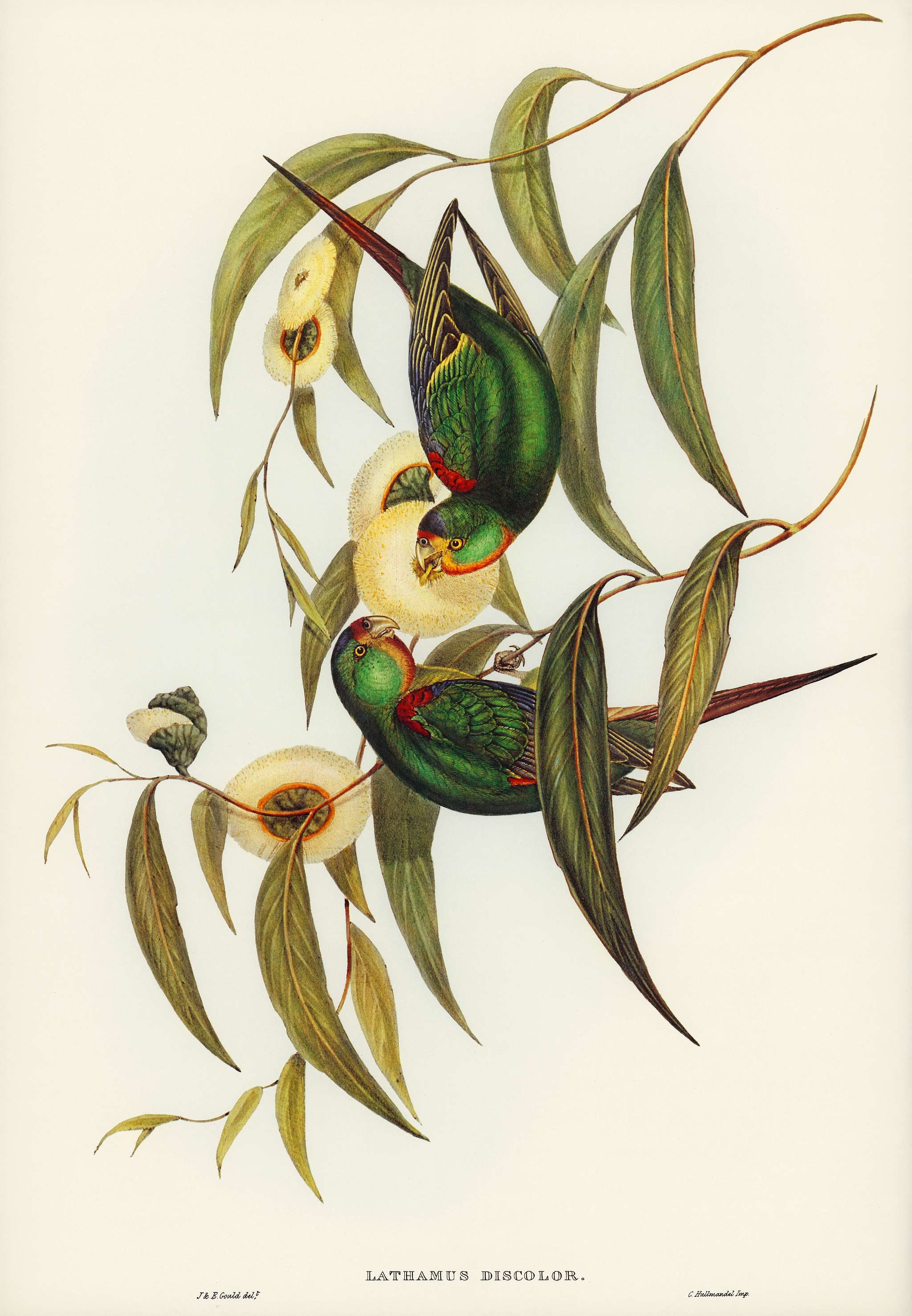 Swift Lorikeet (Lathamus discolor) illustrated by Elizabeth Gould (1804–1841) for John Gould’s (1804-1881) Birds... Swift Lorikeet (Lathamus discolor) illustrated by Elizabeth Gould (1804–1841) for John Gould’s (1804-1881) Birds...