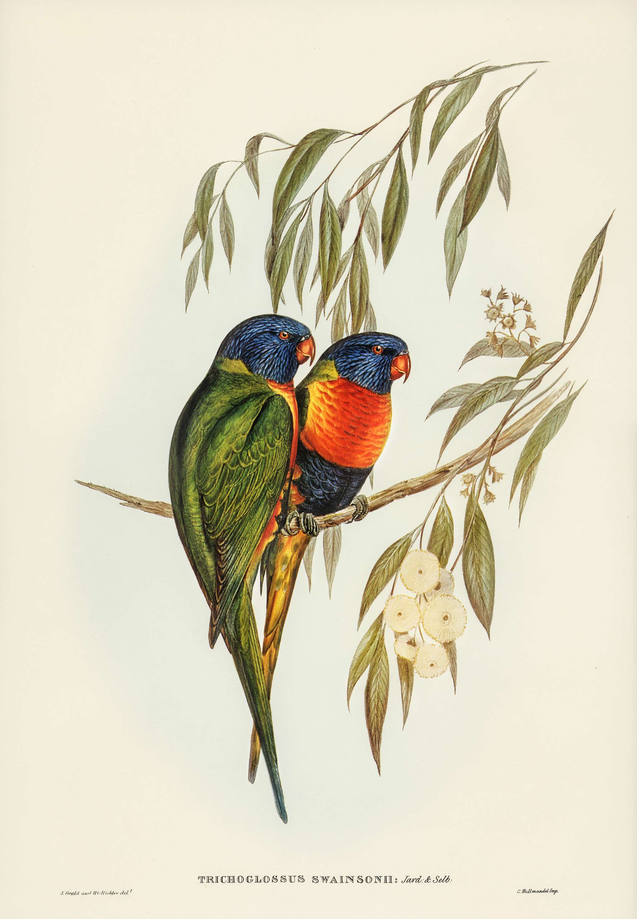 Swainson's Lorikeet (Trichoglossus Swainsonii) illustrated by Elizabeth Gould (1804–1841) for John Gould’s (... Swainson's Lorikeet (Trichoglossus Swainsonii) illustrated by Elizabeth Gould (1804–1841) for John Gould’s (...