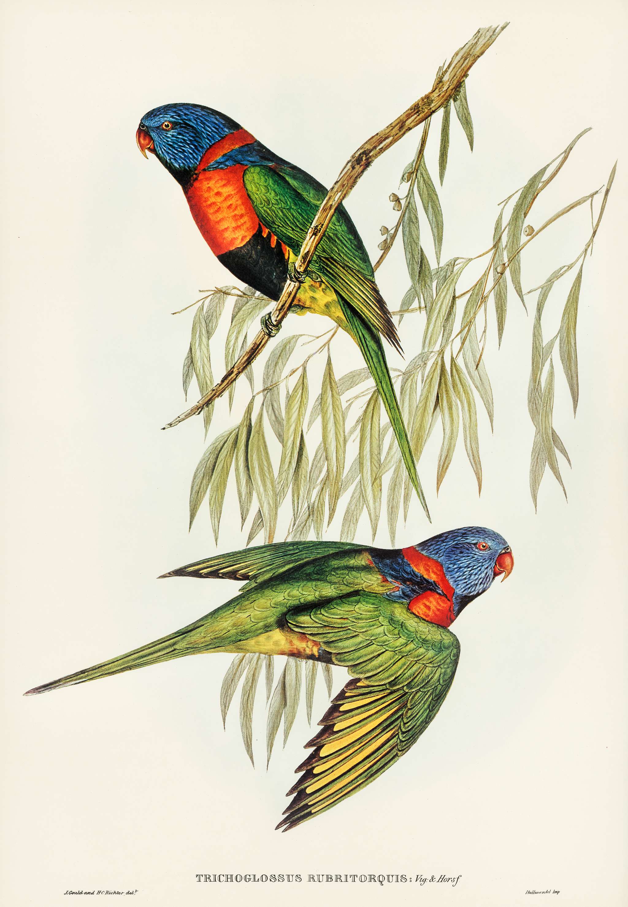 Red-collared Lorikeet (Trichoglossus rubritorquis) illustrated by Elizabeth Gould (1804–1841) for John Gould’s (... Red-collared Lorikeet (Trichoglossus rubritorquis) illustrated by Elizabeth Gould (1804–1841) for John Gould’s (...