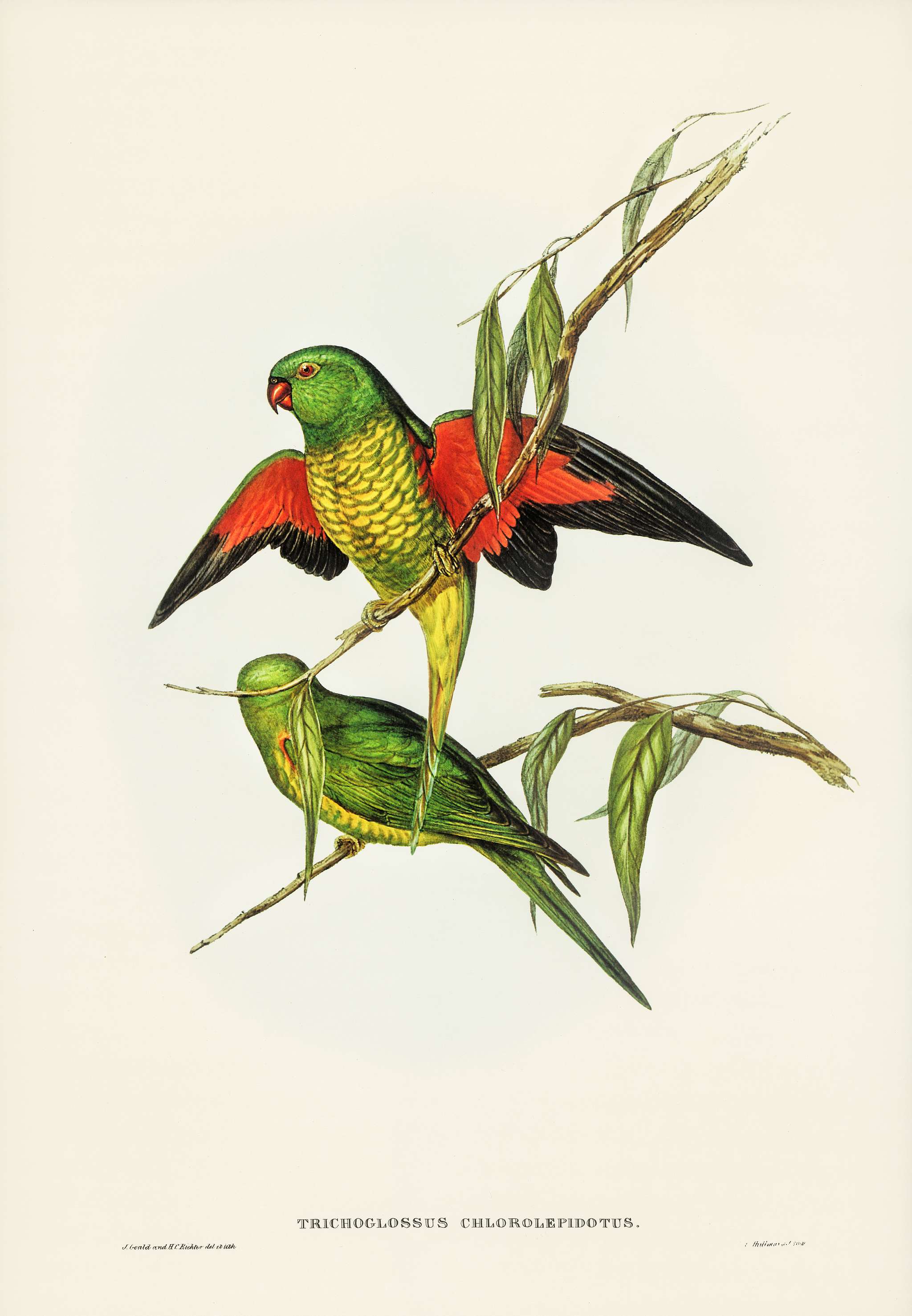 Scaly-breasted Lorikeet (Trichoglossus chlorolepidotus) illustrated by Elizabeth Gould (1804–1841) for John Gould... Scaly-breasted Lorikeet (Trichoglossus chlorolepidotus) illustrated by Elizabeth Gould (1804–1841) for John Gould...