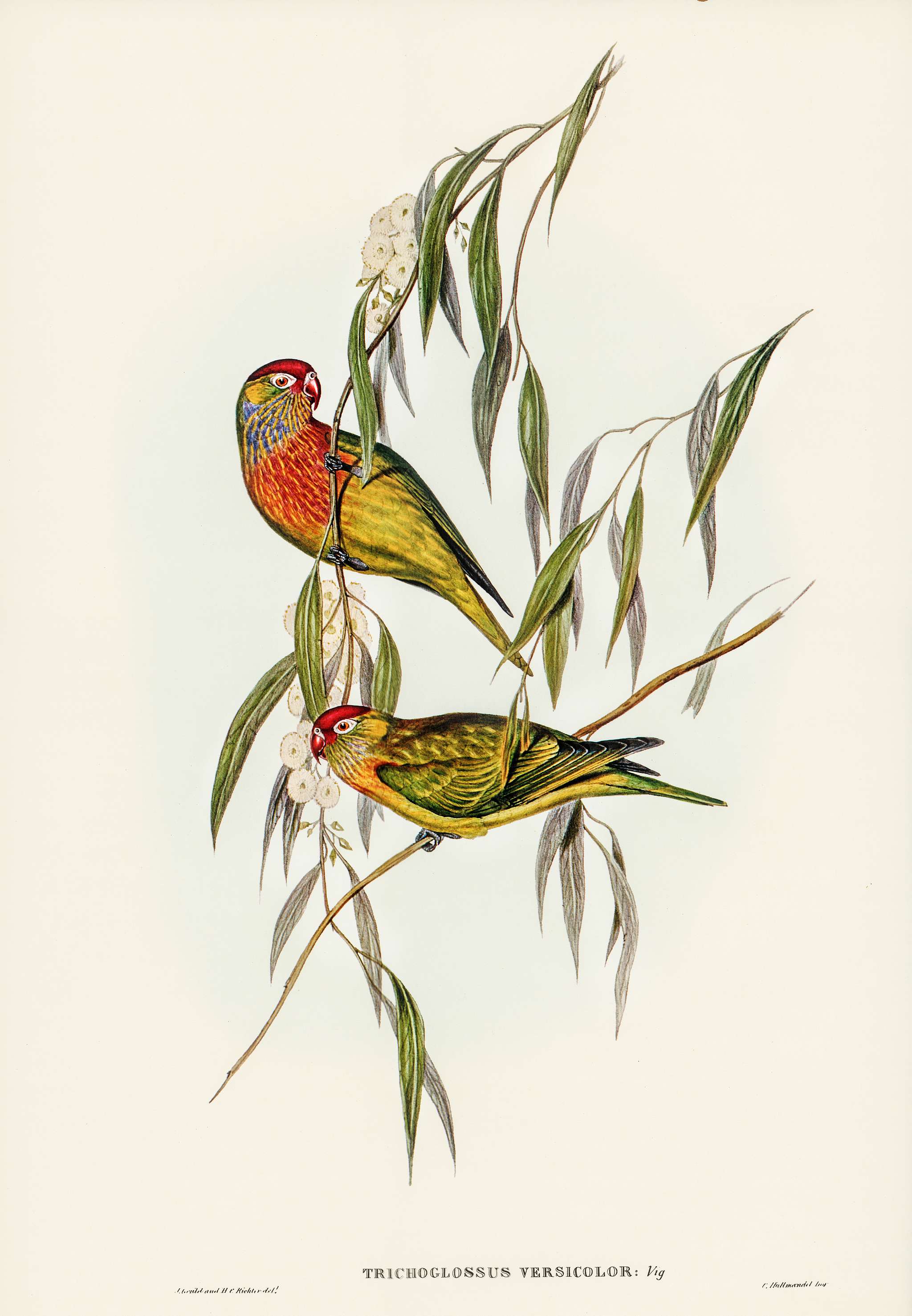 Varied Lorikeet (Trichoglossus versicolor) illustrated by Elizabeth Gould (1804–1841) for John Gould’s (1804-... Varied Lorikeet (Trichoglossus versicolor) illustrated by Elizabeth Gould (1804–1841) for John Gould’s (1804-...