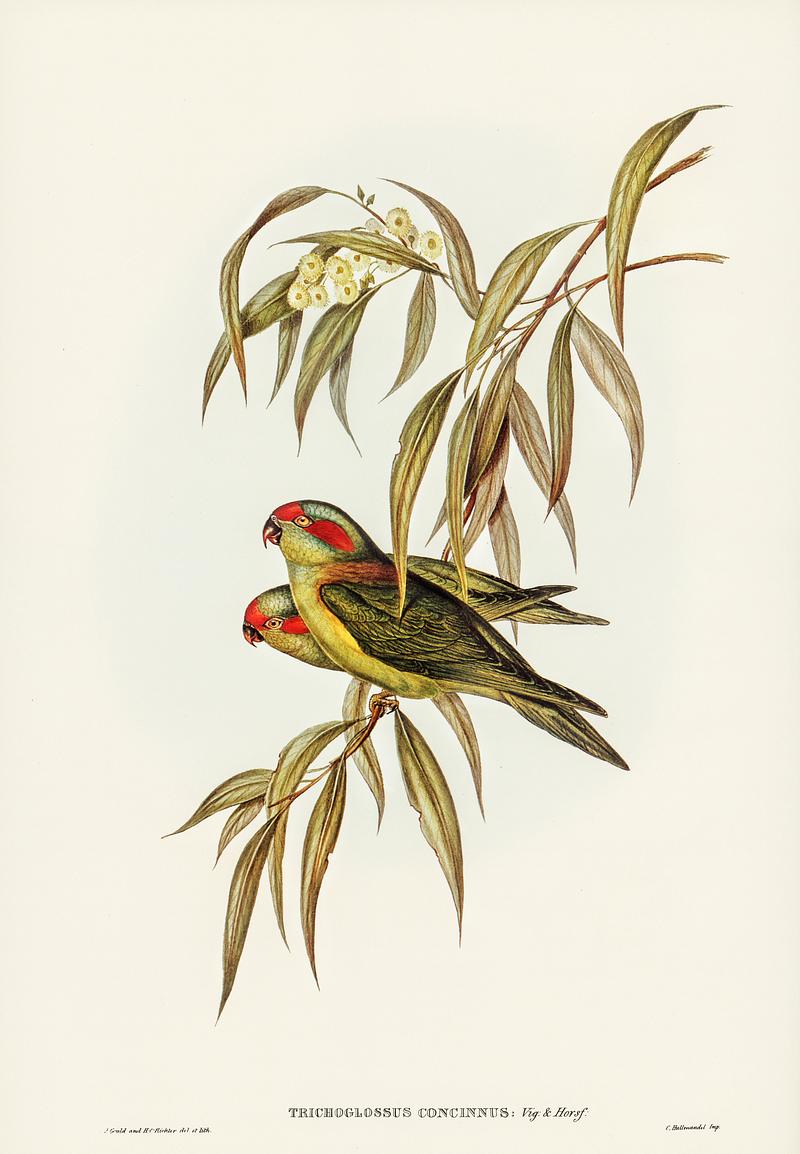 Musky Lorikeet (Trichoglossus concinnus) illustrated by Elizabeth Gould (1804–1841) for John Gould’s (1804-1881) Birds of Australia (1972 Edition, 8 volumes). Digitally enhanced from our own facsimile book (1972 Edition, 8 volumes). Musky Lorikeet (Trichoglossus concinnus) illustrated by Elizabeth Gould (1804–1841) for John Gould’s (1804-1881)…