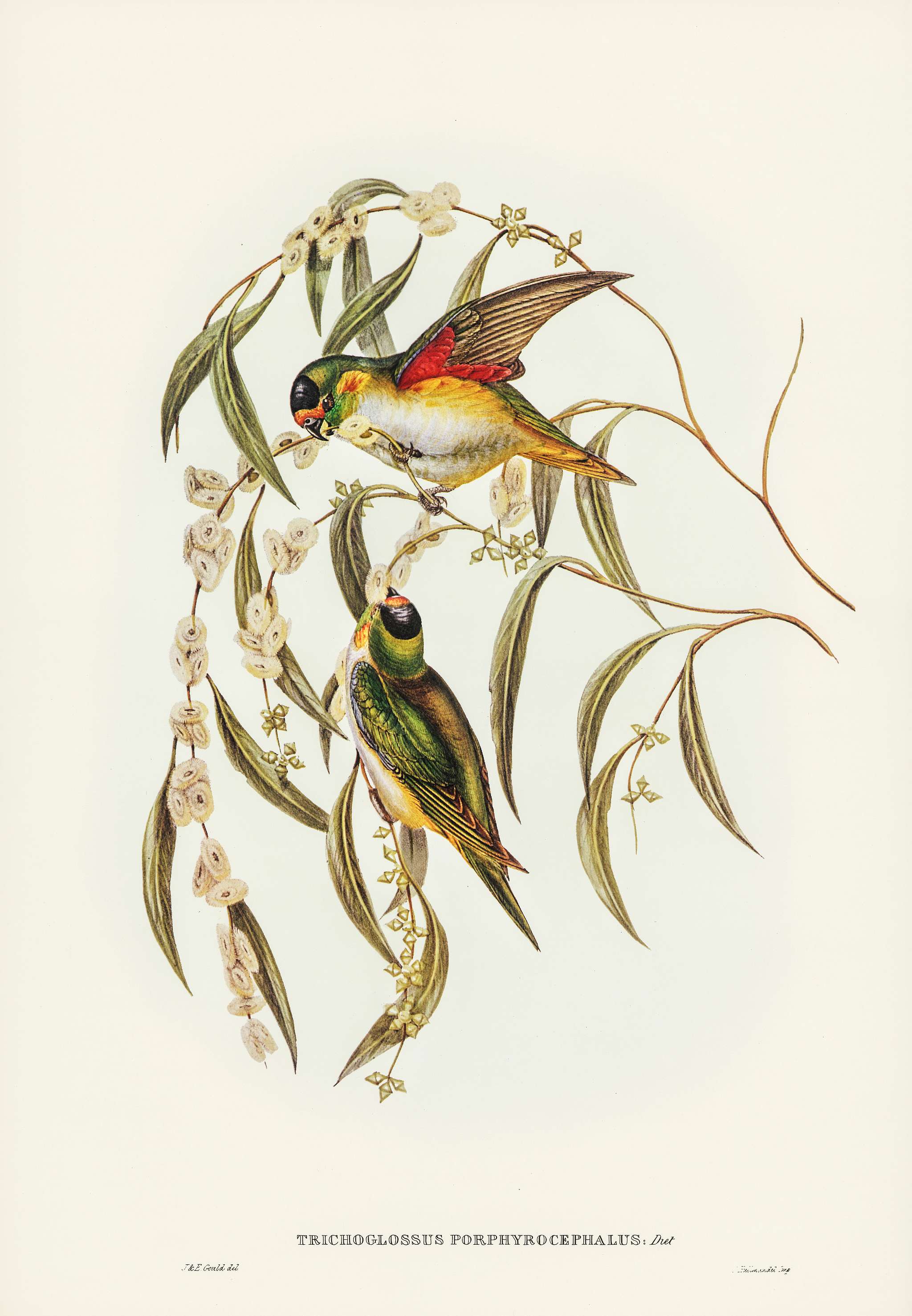 Porphyry-crowned Lorikeet (Trichoglossus Porphyrocephalus) illustrated by Elizabeth Gould (1804–1841) for John Gould... Porphyry-crowned Lorikeet (Trichoglossus Porphyrocephalus) illustrated by Elizabeth Gould (1804–1841) for John Gould...