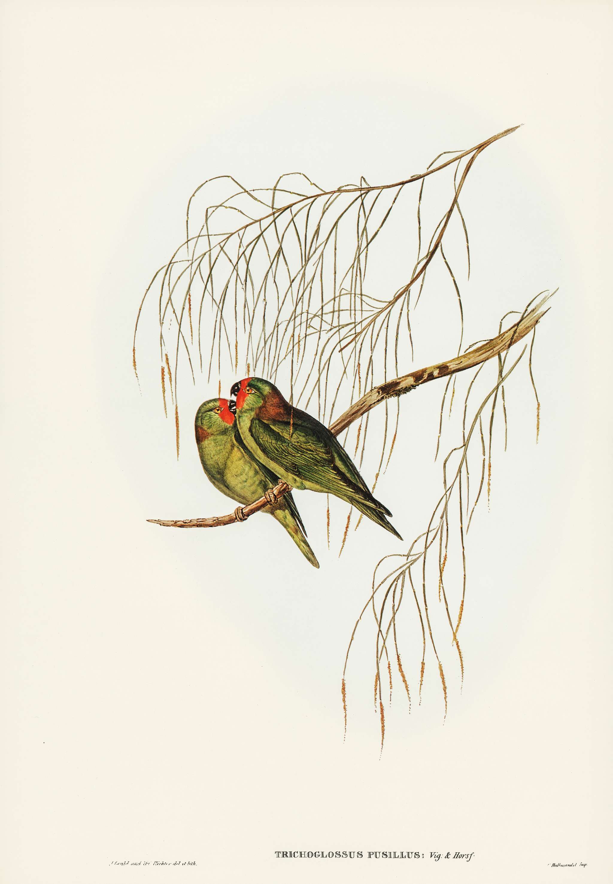 Little Lorikeet (Trichoglossus pusillus) illustrated by Elizabeth Gould (1804–1841) for John Gould’s (1804-1881... Little Lorikeet (Trichoglossus pusillus) illustrated by Elizabeth Gould (1804–1841) for John Gould’s (1804-1881...