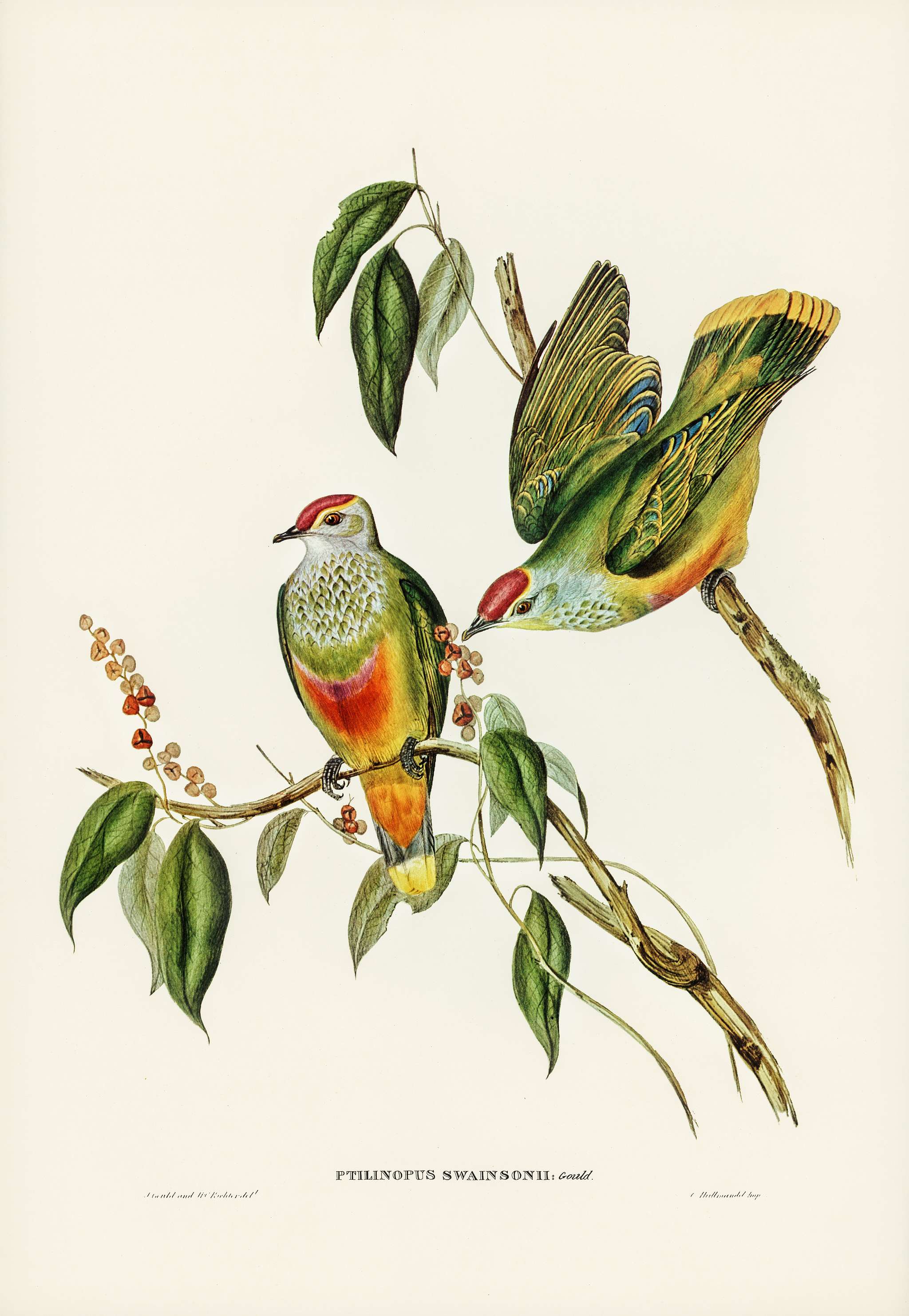 Swainson's Fruit Pigeon (Ptilinopus Swainsonii) illustrated by Elizabeth Gould (1804–1841) for John Gould’s... Swainson's Fruit Pigeon (Ptilinopus Swainsonii) illustrated by Elizabeth Gould (1804–1841) for John Gould’s...